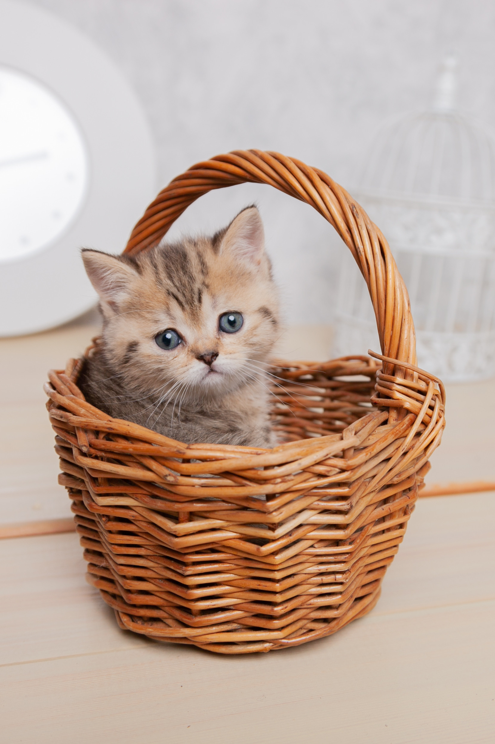 Фотограф Татьяна Воронова, Детские и Семейные фото