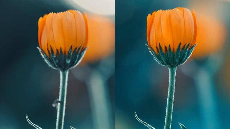 Фокус-стекинг на практике: как сделать идеальную макросъемку + мои результаты за 30 дней