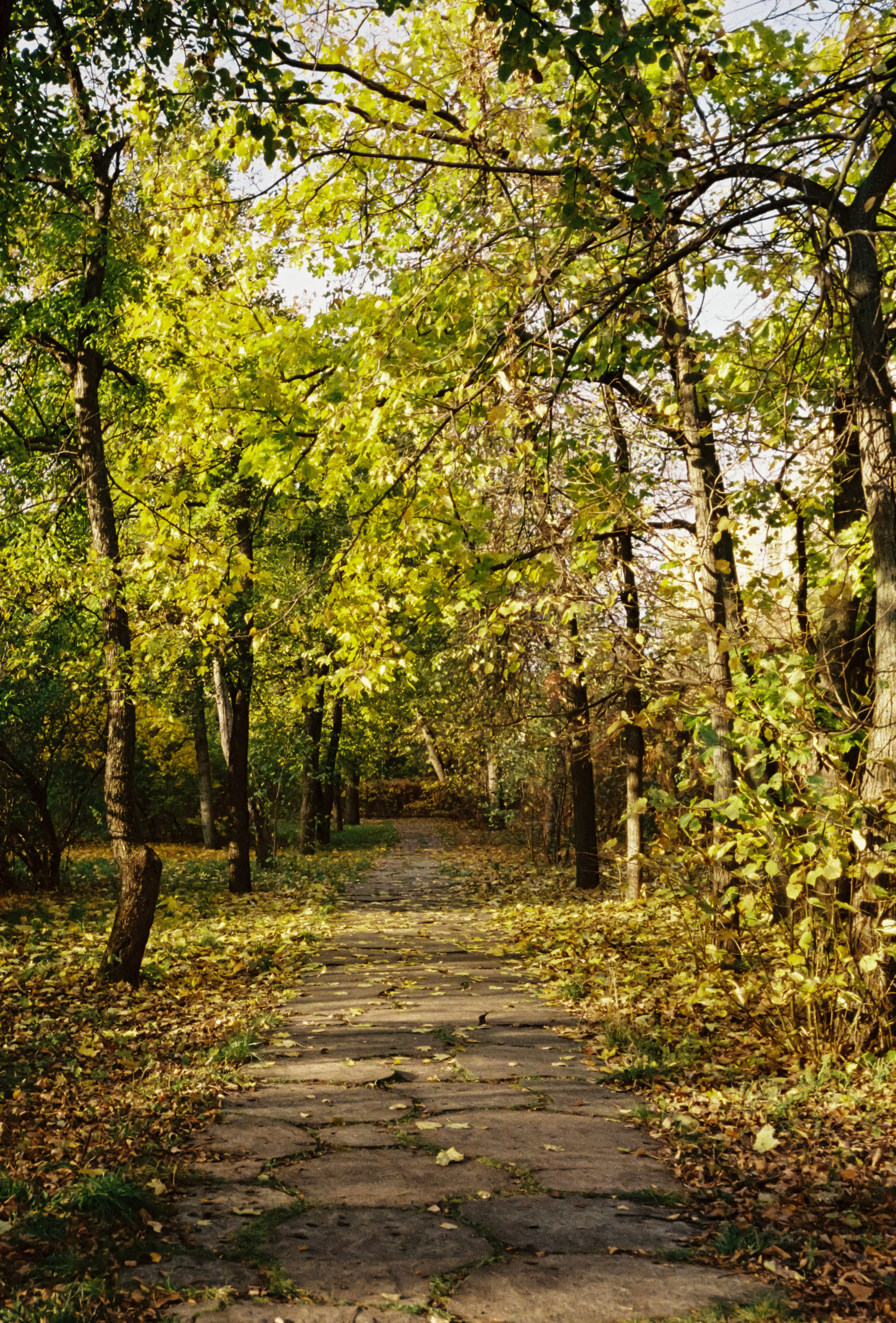 Жёлто-зеленая осенняя аллея в парке Усадьба Трубецких