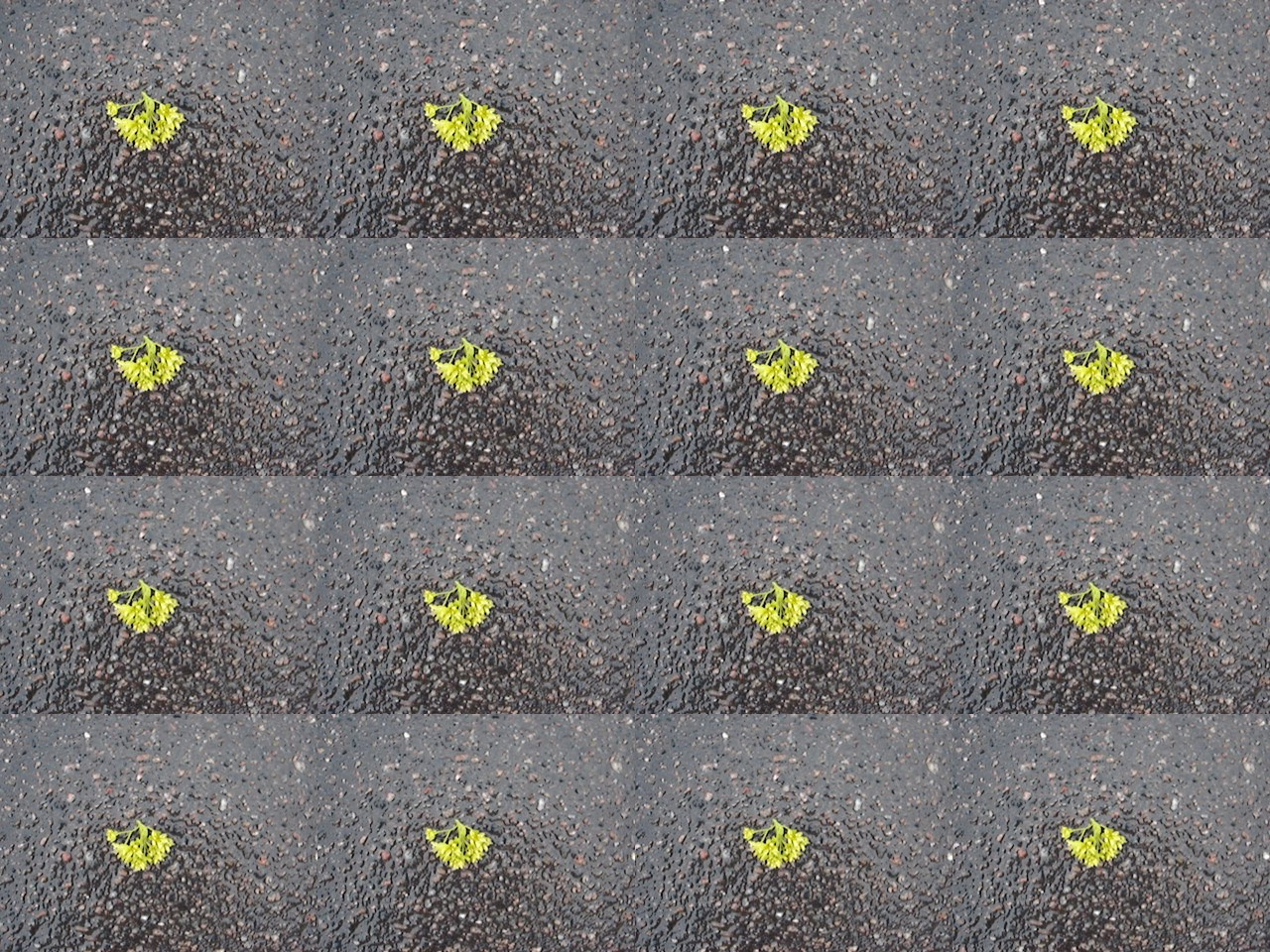 Дрейф № 29 042 025. Роман Ходырев — эзотериолог, художник, фотограф и музыкант. Санкт-Петербург, Рига