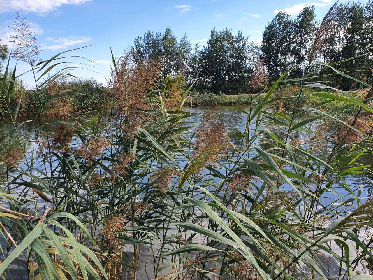 О нас. Москои — декоративные рыбы карпы кои на продажу Москва, Дмитров, Курск