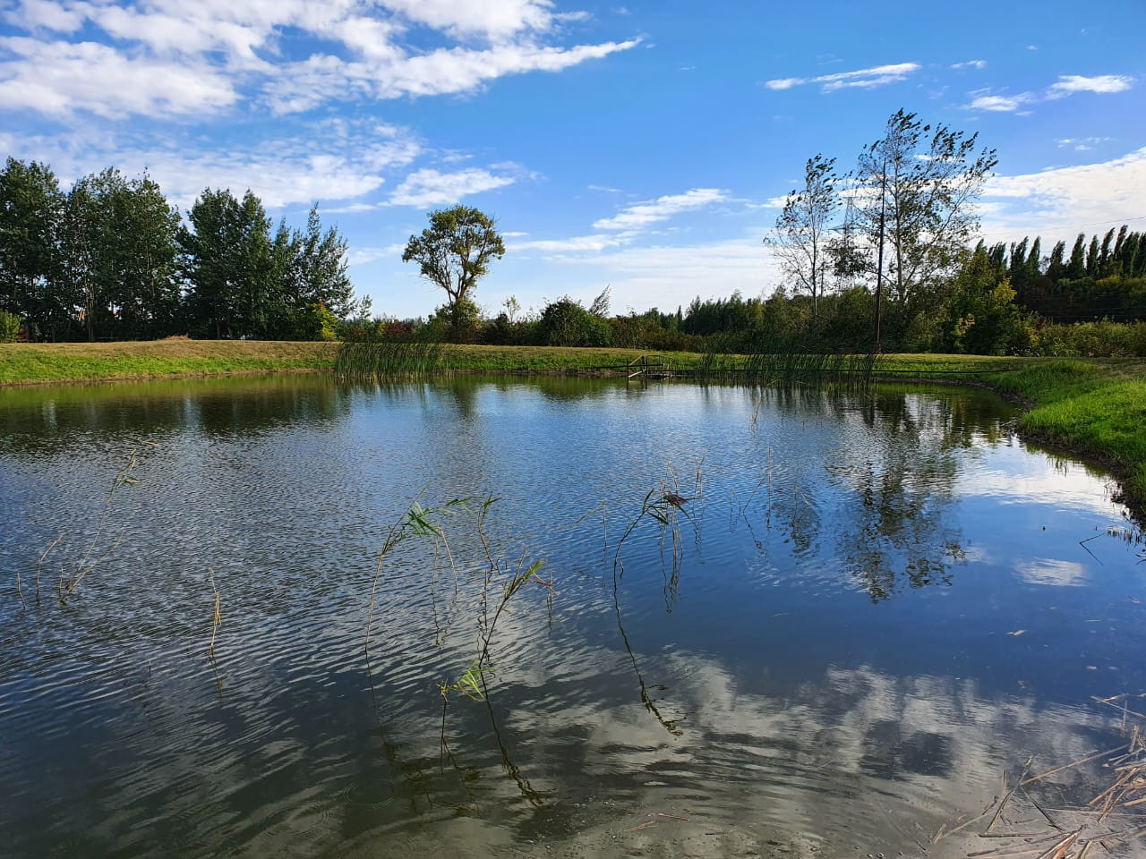 О нас. Москои — декоративные рыбы карпы кои на продажу Москва, Дмитров, Курск