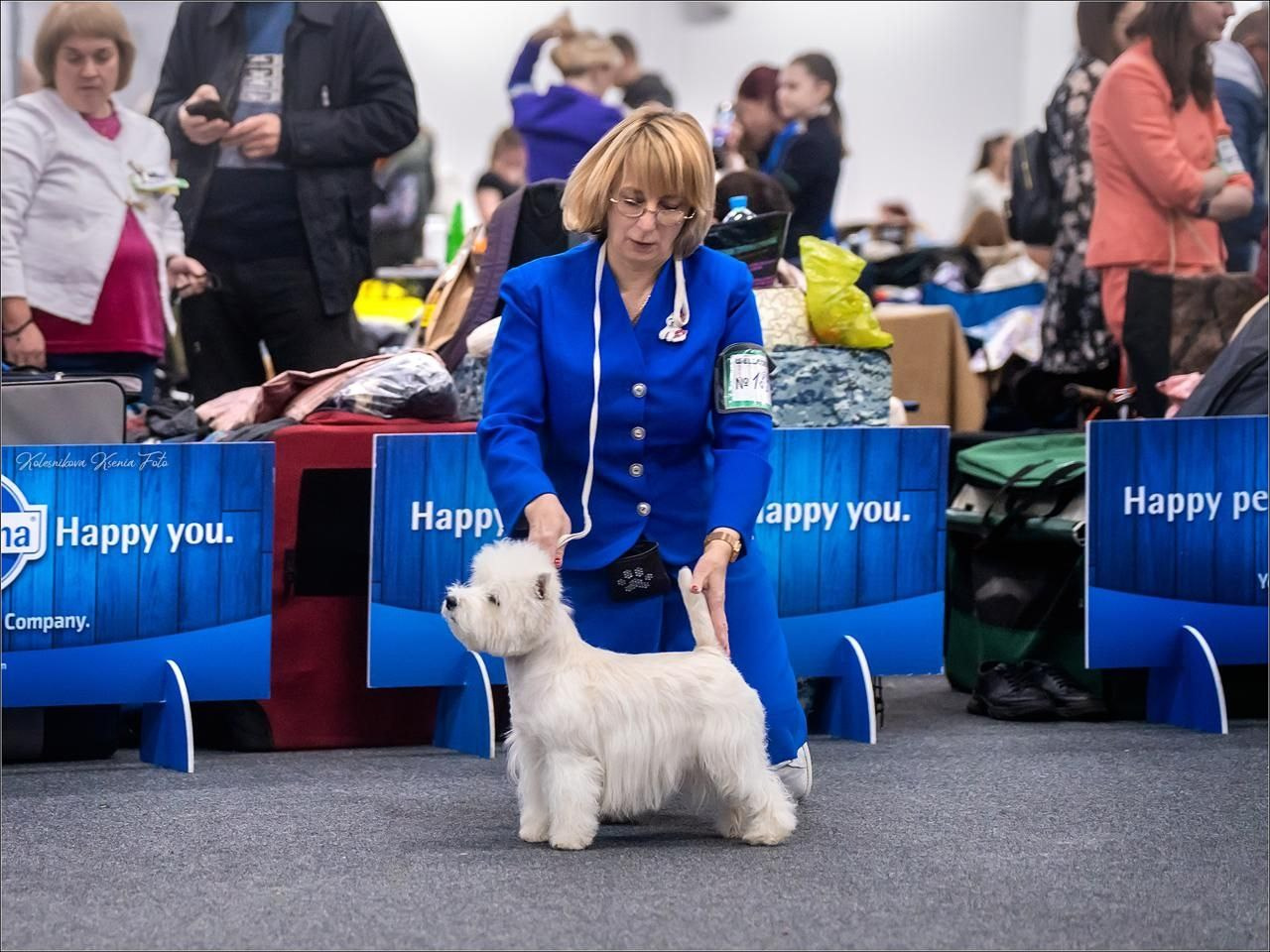 Самара — Рейтинговые выставки с особым статусом. Питомник собак породы вест хайленд вайт терьер в Москве