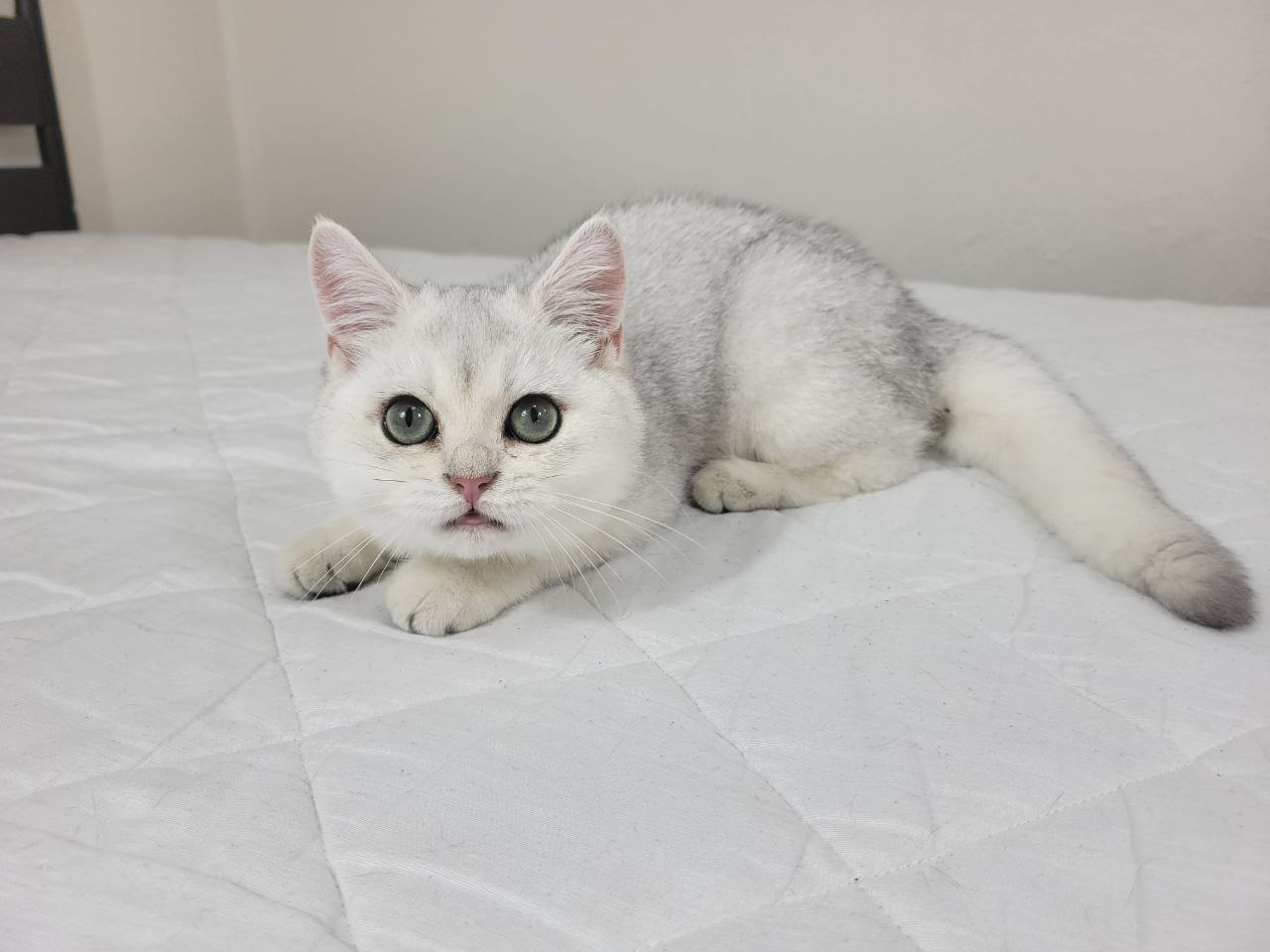 (2) Male, DB: 05.01.23, sold. British shorhair Cats