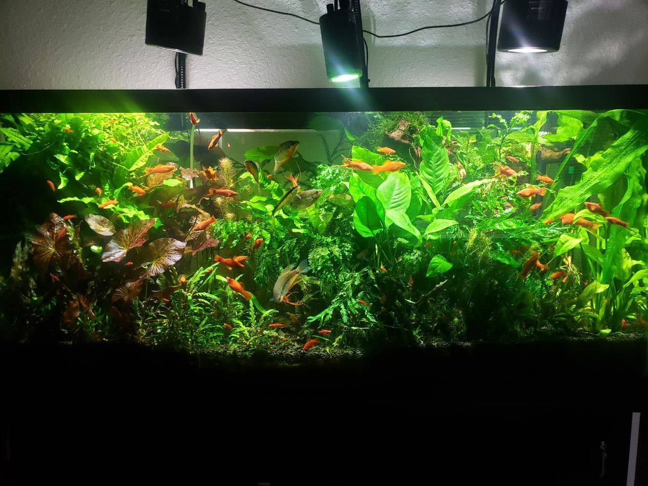 Аквариумы Дмитрия Бондаренко. Аквариумист Максим Ерёмин. Aqua Maxim