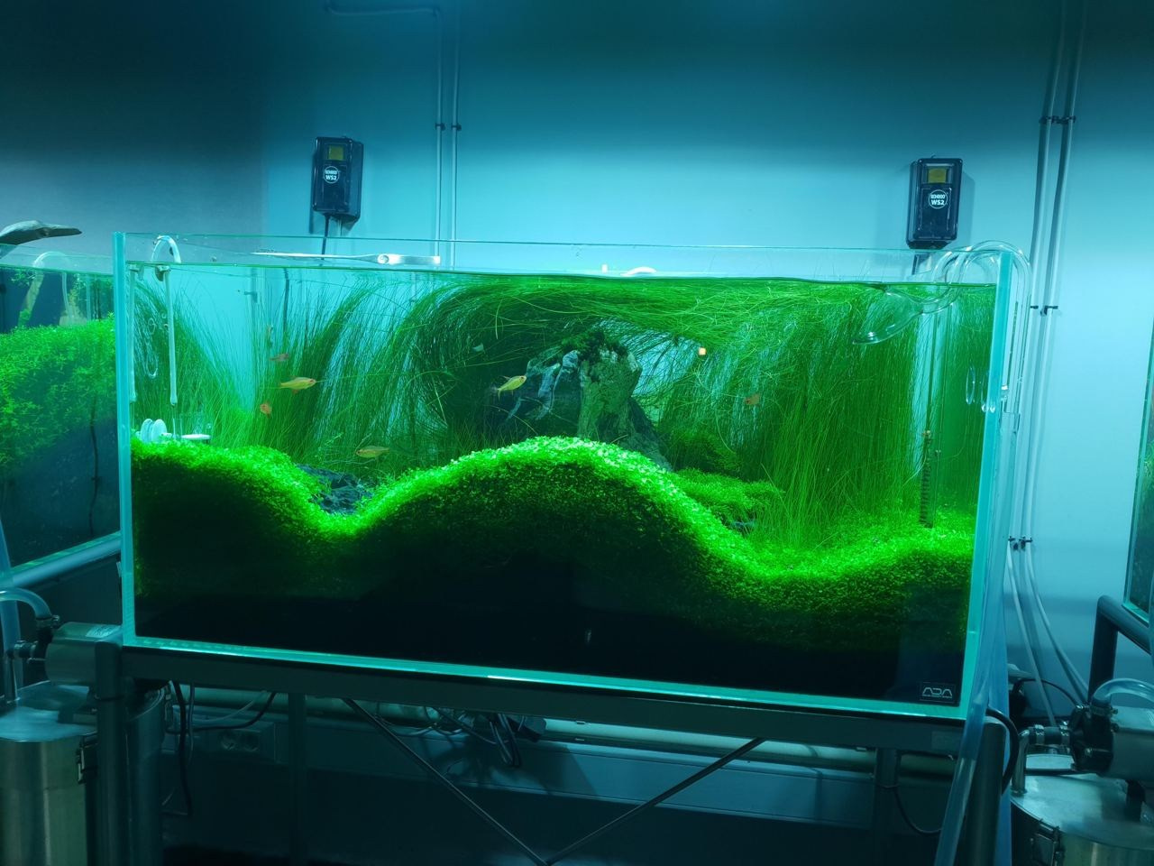 Можно ли в растительном аквариуме использовать чистый осмос?. Home