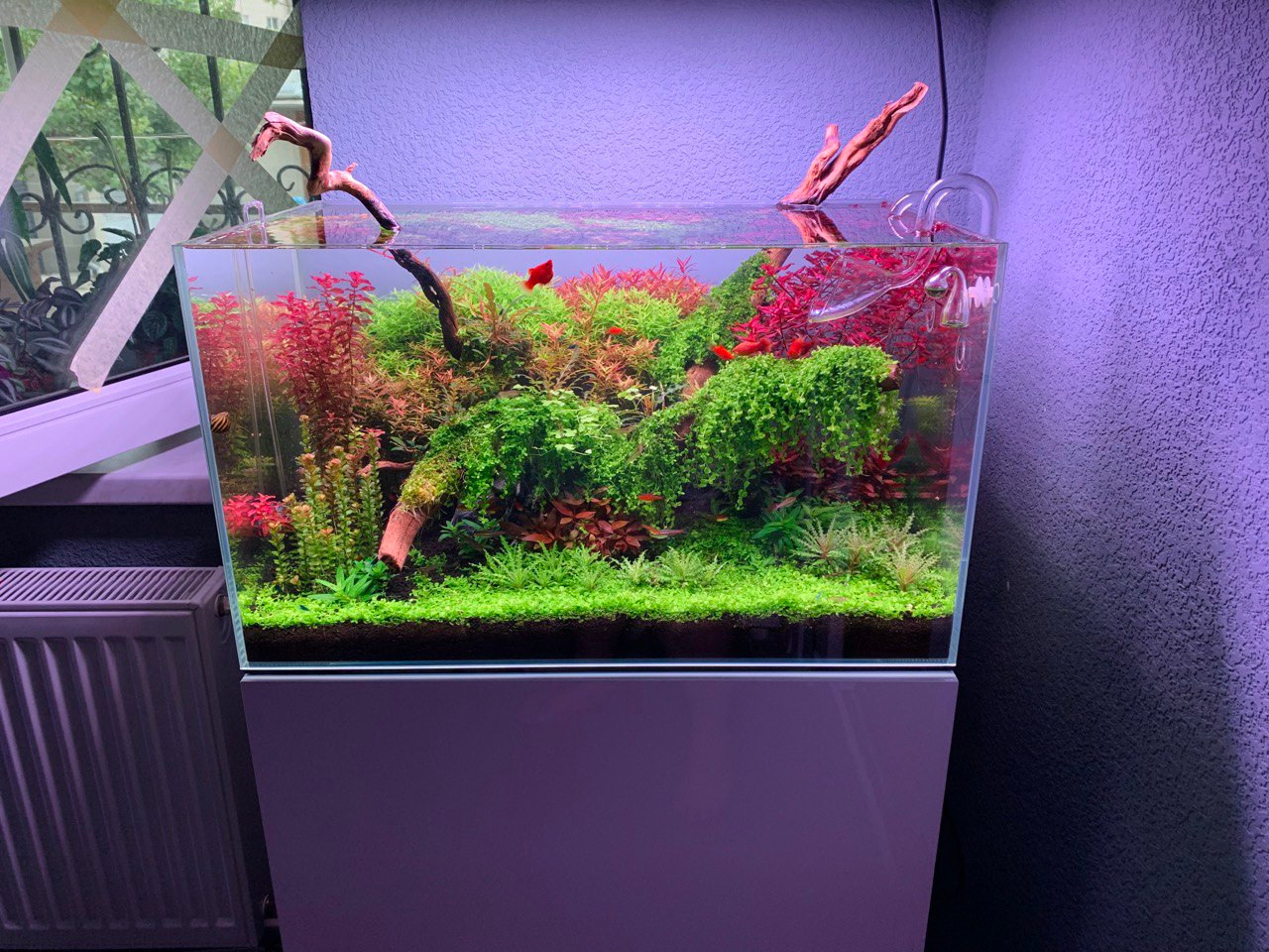 Обучаю делать красивые аквариумы. Аквариумист Максим Ерёмин. Aqua Maxim