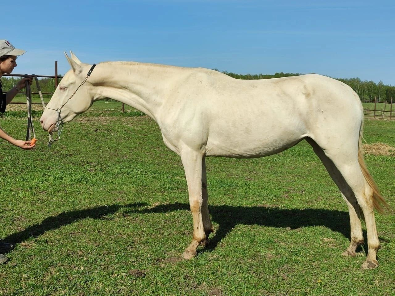 Кобылы. Horses for sale and for breeding