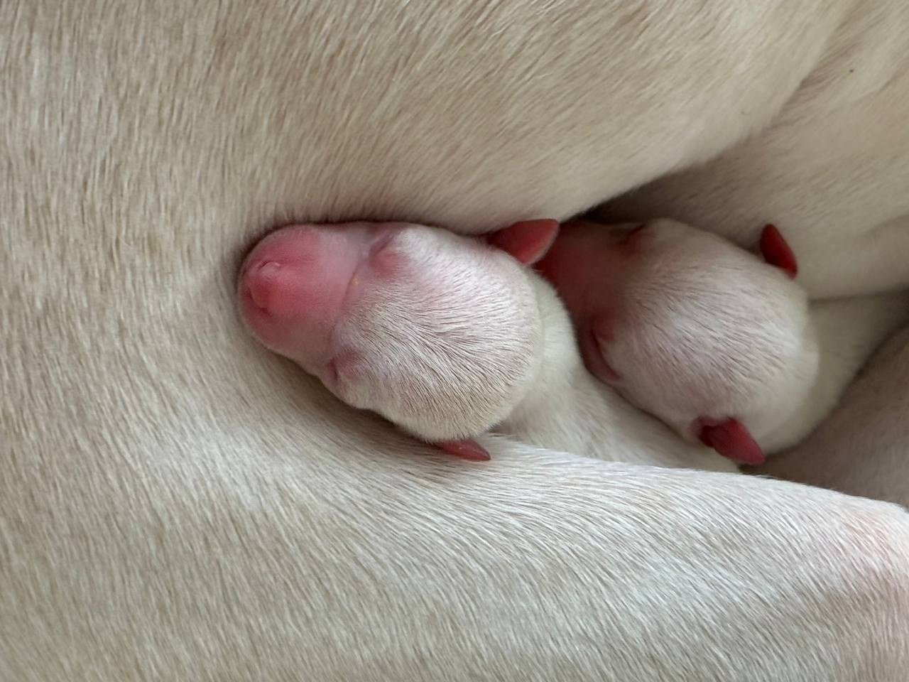 Белые девочки. Профессиональный питомник левреток РКФ/FCI ASTI SAPPHIRE 💎 Сочи|Санкт-Петербург