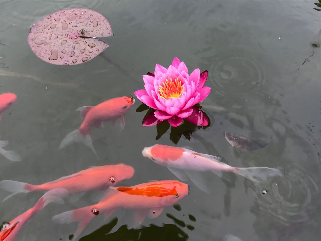 Эко отдых в Подмосковье. Эко отдых в Подмосковье в эко-отеле Марии Гиппенрейтер