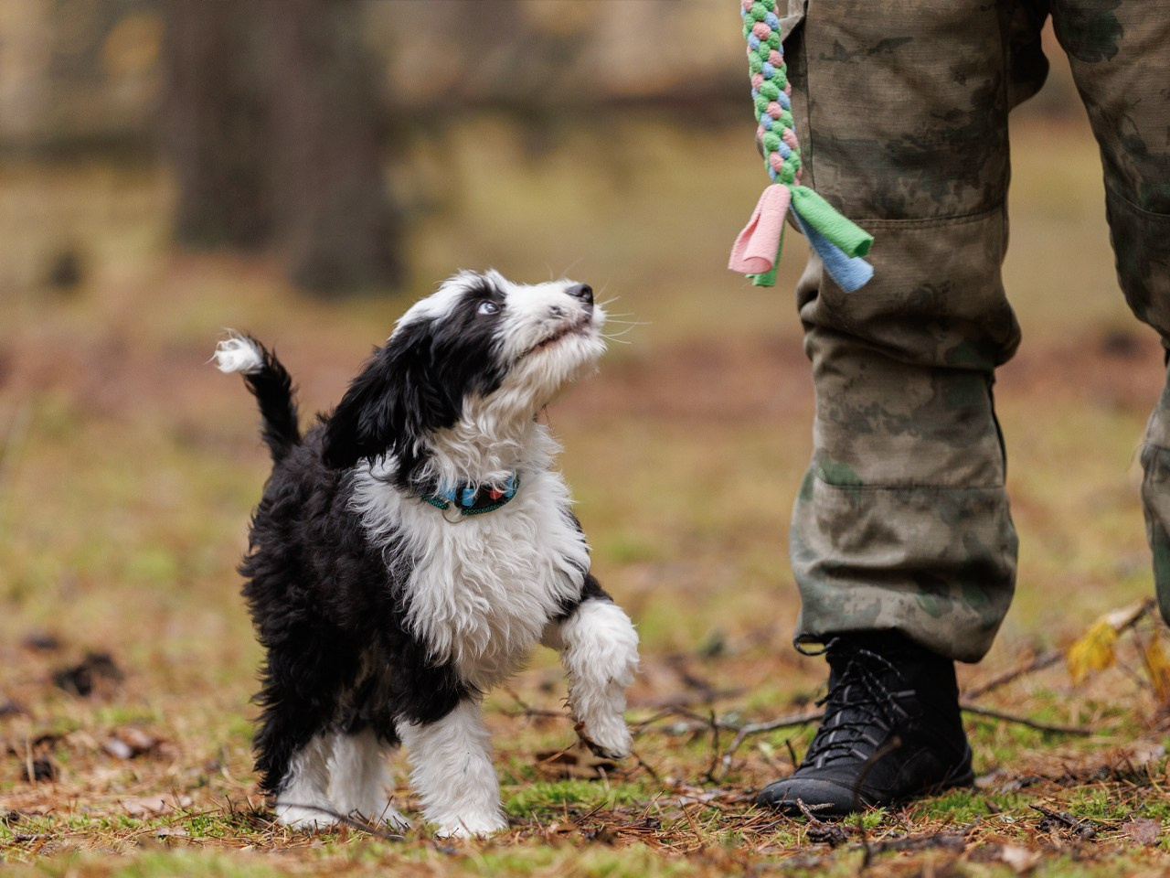 Дрессировка собак в калуге | Команда К40