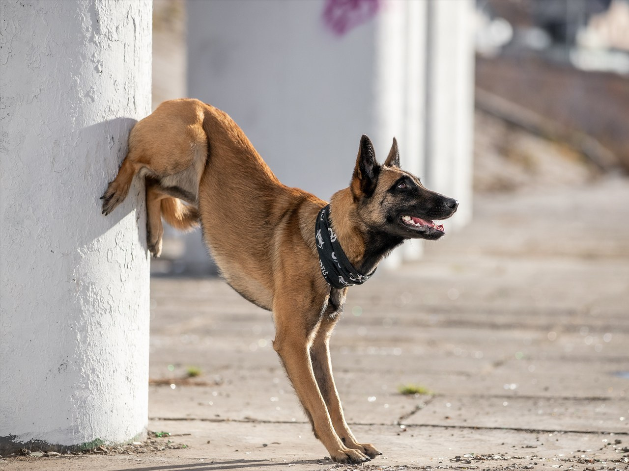 Дрессировка собак. Дрессировка собак в калуге | Команда К40