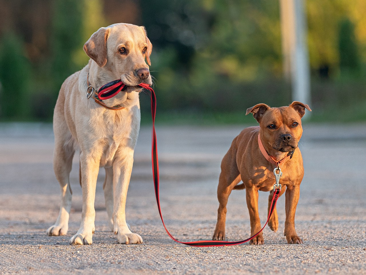 Дрессировка собак. Дрессировка собак в калуге | Команда К40