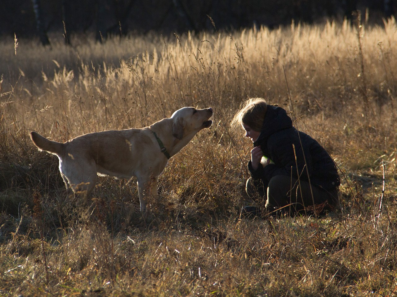 Дрессировка собак в калуге | Команда К40