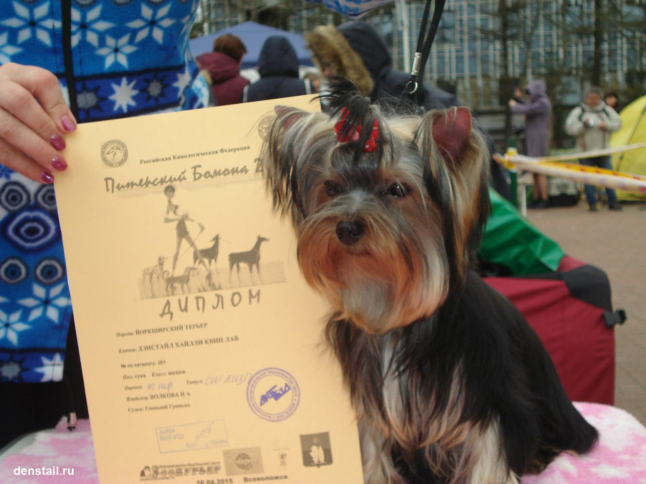 2015 г Результаты выставок. Питомник Йоркширских терьеров Дэнстайл в Санкт-Петербурге заводчик Тих