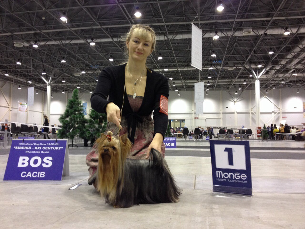 2015 г Результаты выставок. Питомник Йоркширских терьеров Дэнстайл в Санкт-Петербурге заводчик Тих