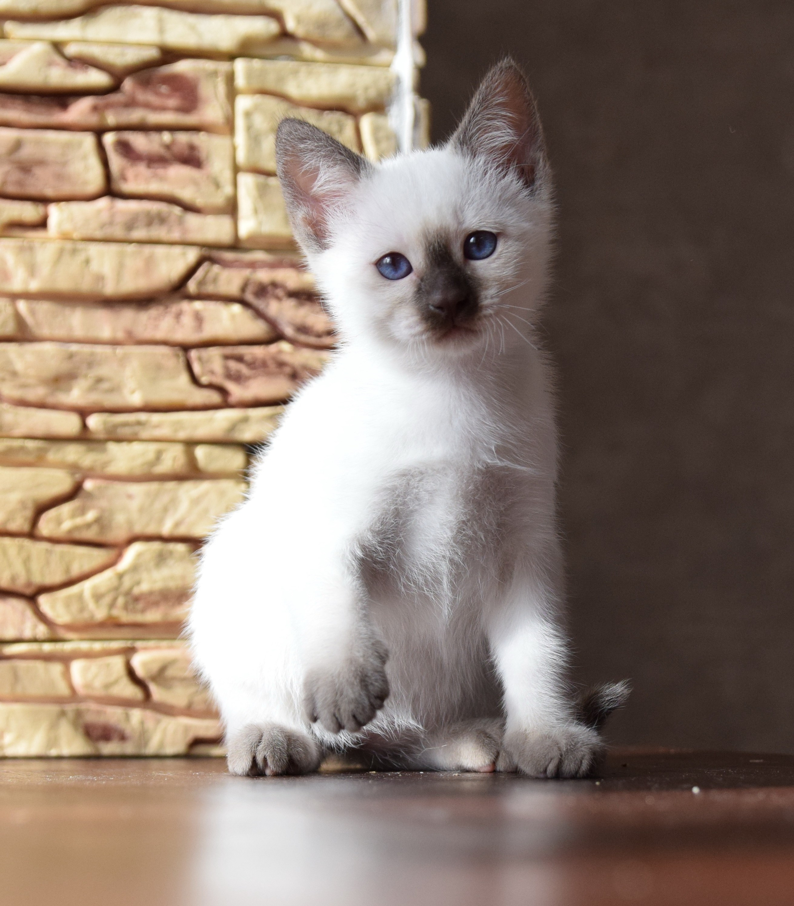 Котята. Питомник тайских кошек в Санкт-Петербурге Noyland