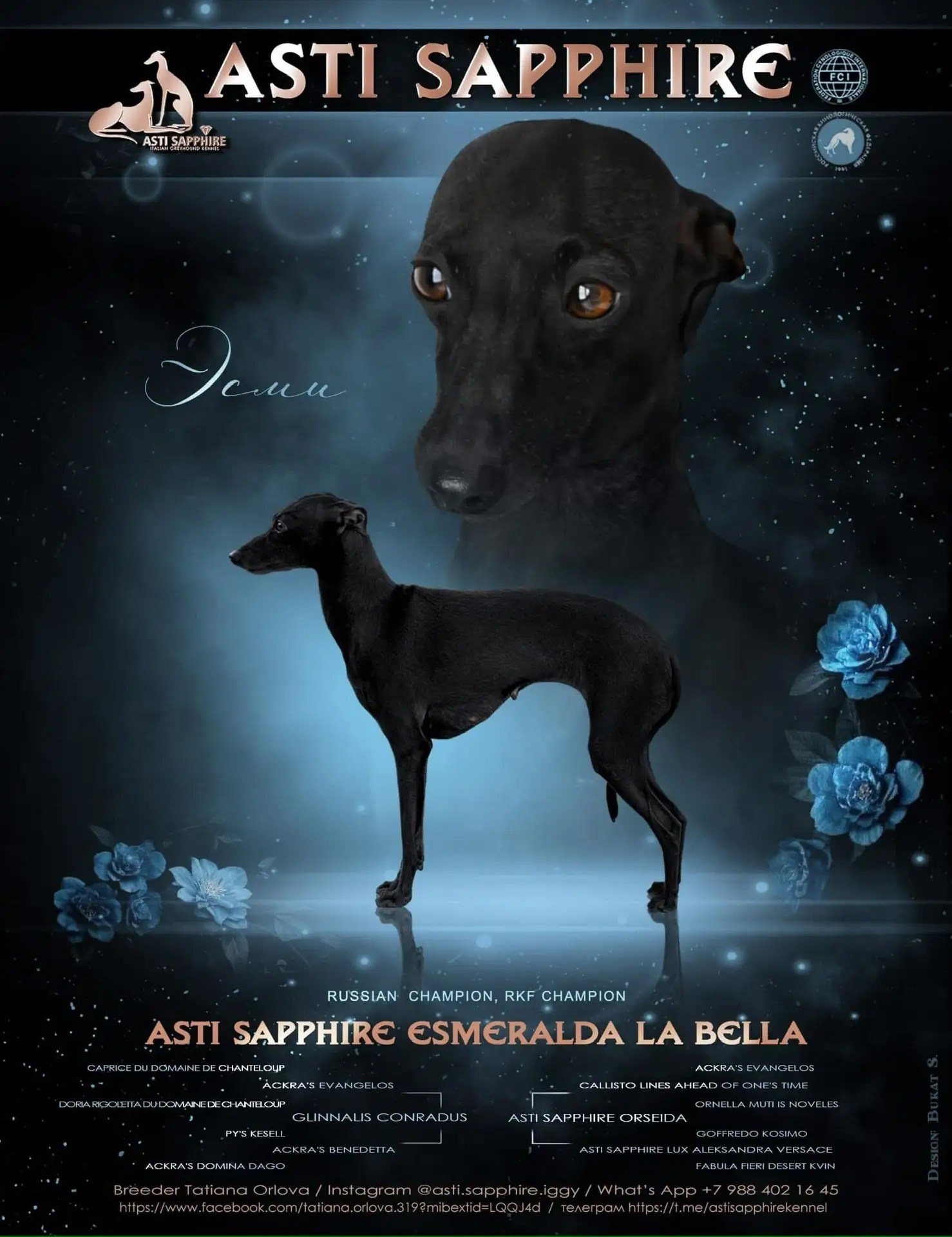 Asti Sapphire Esmeralda La Bella. Профессиональный питомник левреток РКФ/FCI ASTI SAPPHIRE 💎 Сочи|Санкт-Петербург