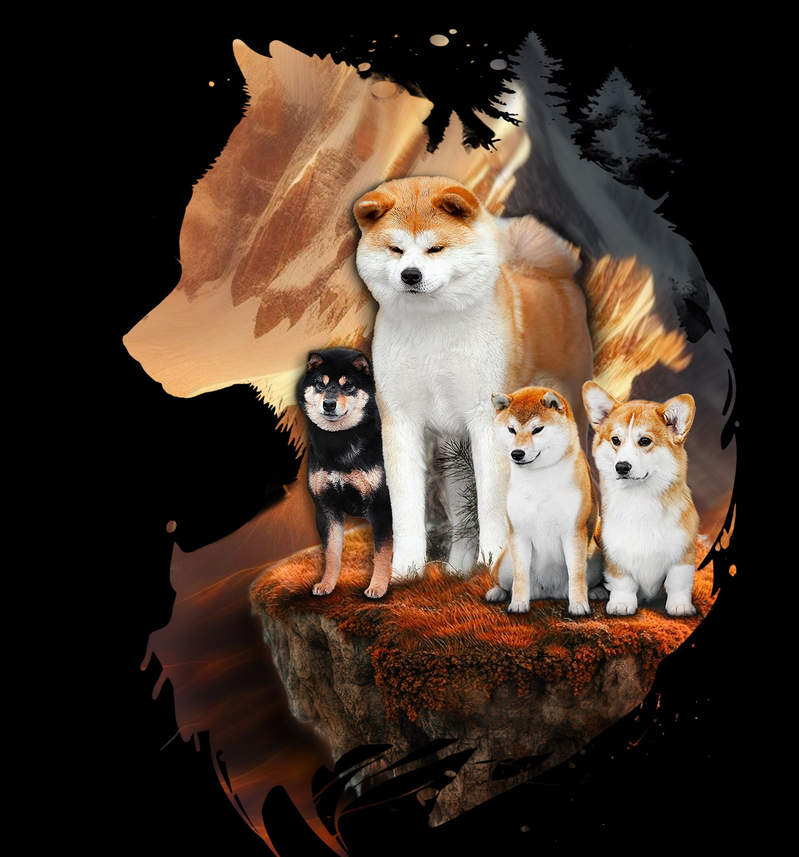 Контакты. Kawaii Kuma питомник собак пород Корги пемброк, Акита ину, Сиба