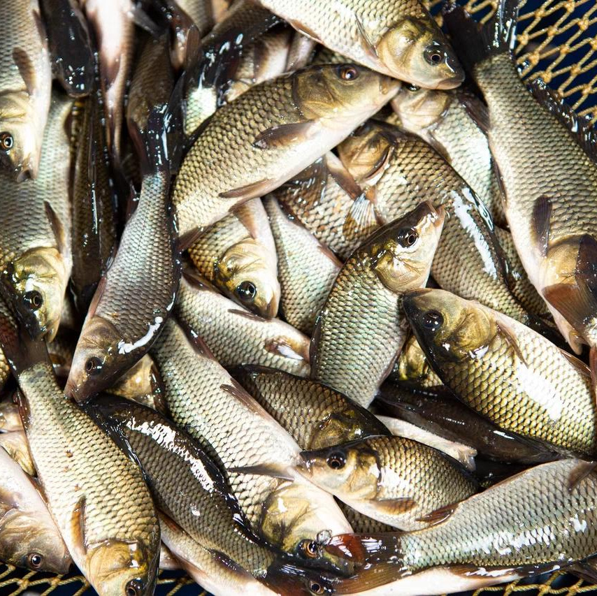 Москои — декоративные рыбы карпы кои на продажу Москва, Дмитров, Курск