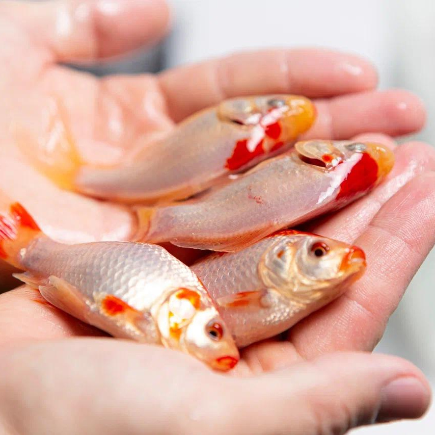 Москои — декоративные рыбы карпы кои на продажу Москва, Дмитров, Курск