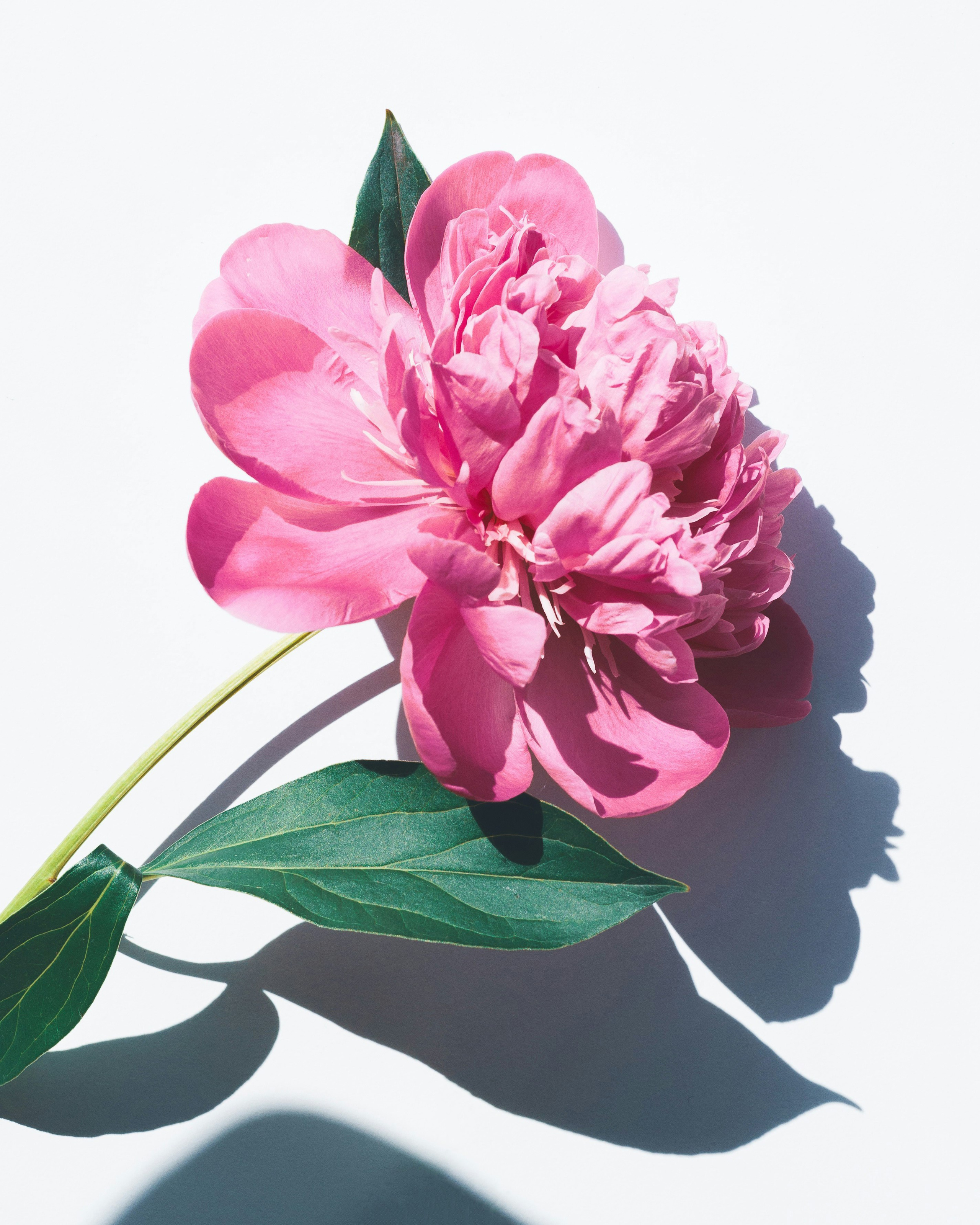 Цветы с душой в Санкт-Петербурге | Botanica78