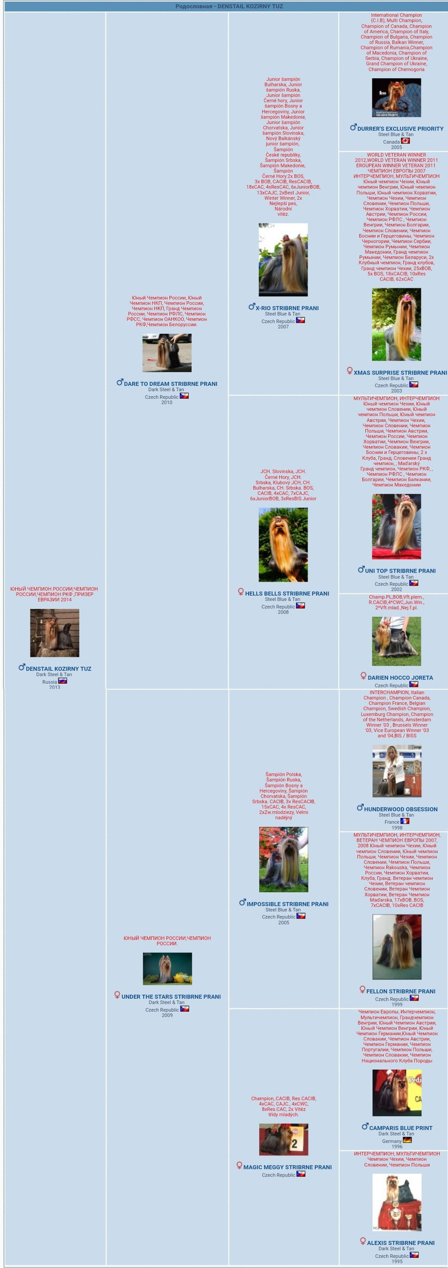 Дэнстайл Козырный Туз. Питомник Йоркширских терьеров Дэнстайл в Санкт-Петербурге заводчик Тих