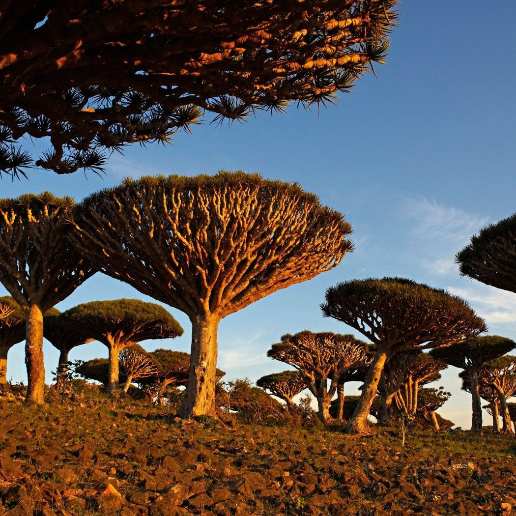 Фототур на остров Сокотра. Детский и семейный фотограф в Москве Катерина Орлова