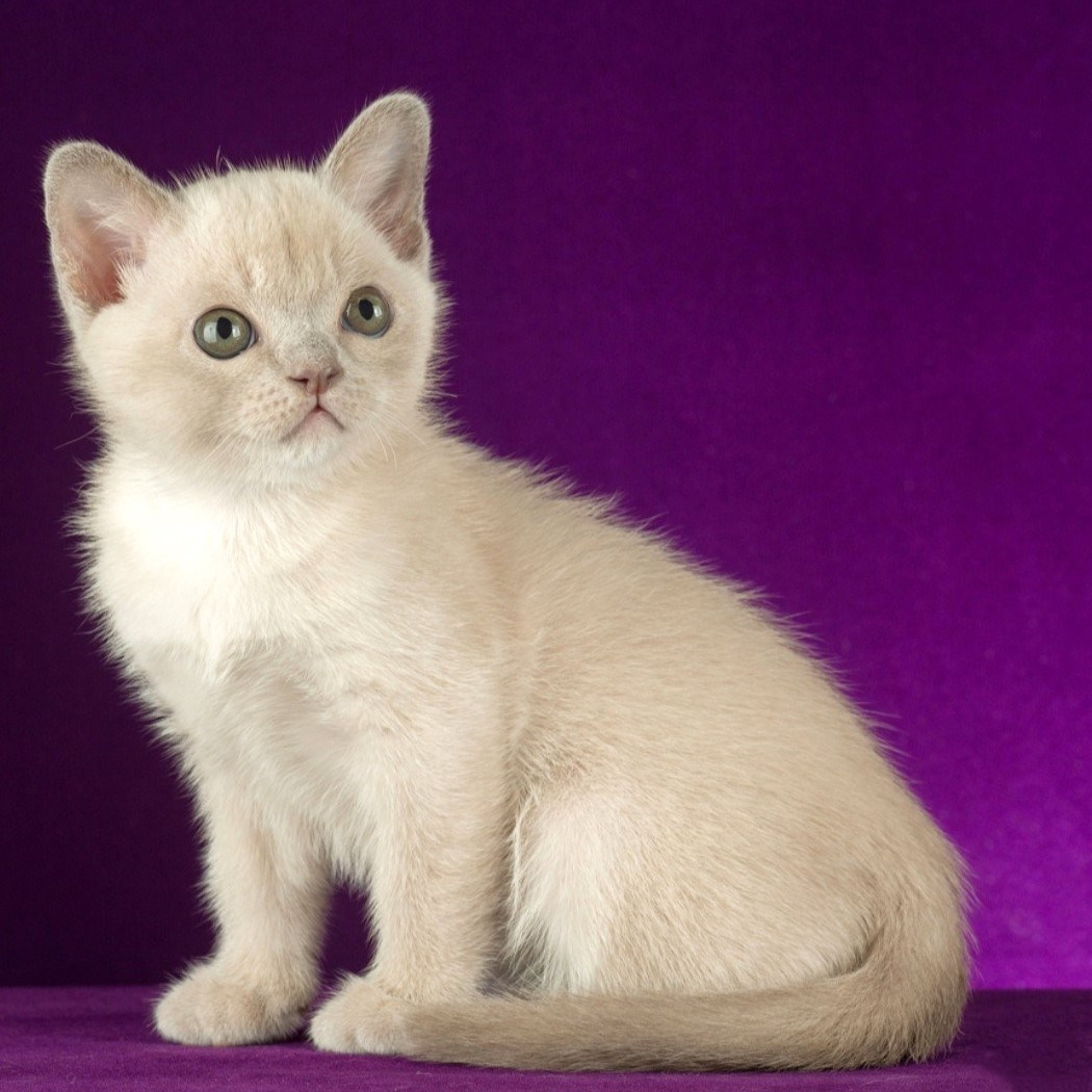 ЖДЕМ КОТЯТ ВСЕХ ОКРАСОВ. Las Burmas — питомник американской бурмы традиционных линий