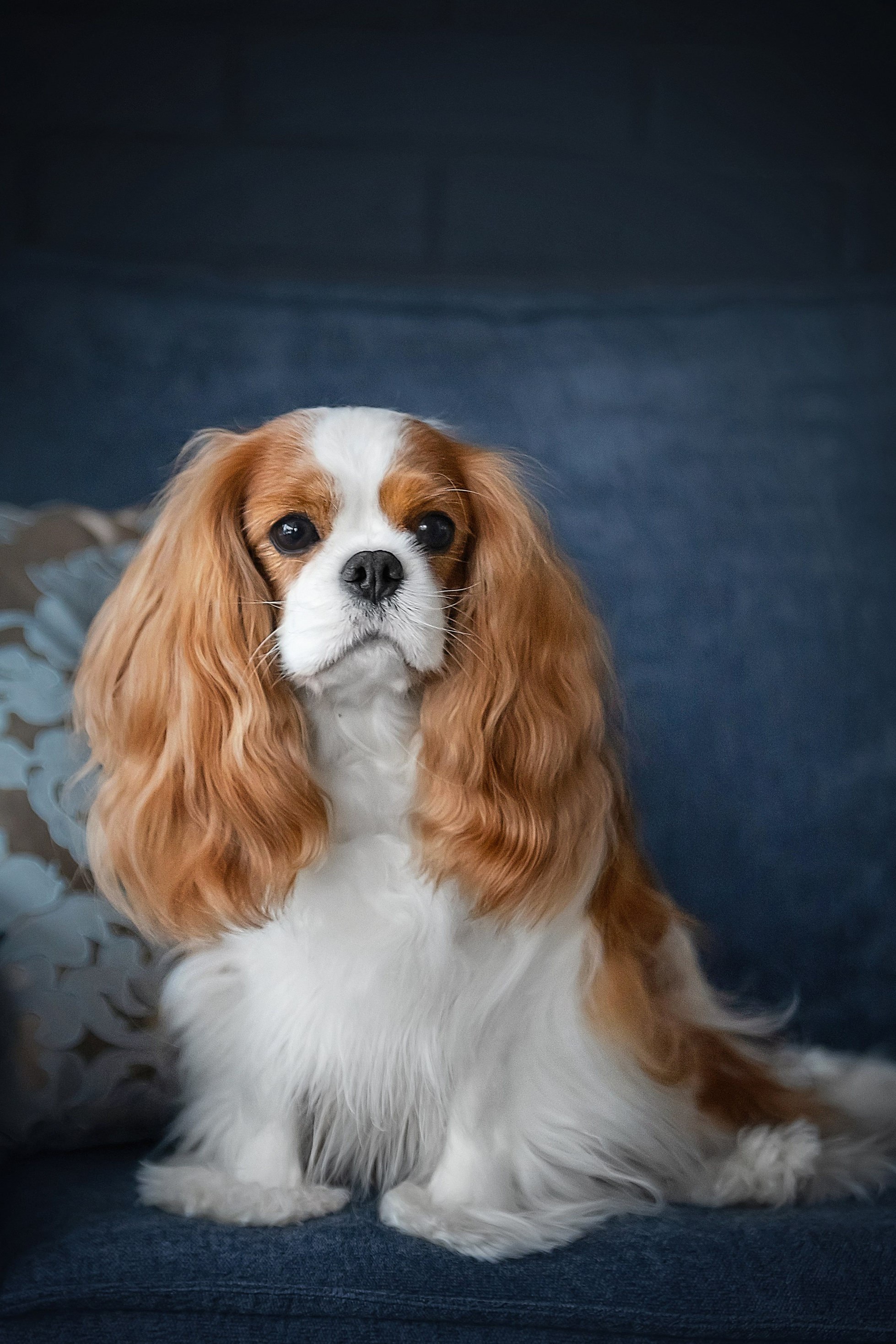 Питомник кавалер кинг чарльз спаниелей