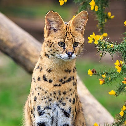 Более 50 видов животных и млекопитающих в зоопарке «Лесная Братва». Капибара, тапир, альпака, мохнатая корова, верблюд. Зоопарк уникальных животных Лесная братва