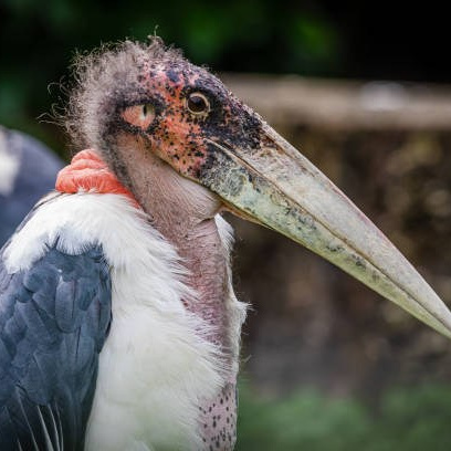 Более 50 видов животных и млекопитающих в зоопарке «Лесная Братва». Капибара, тапир, альпака, мохнатая корова, верблюд. Зоопарк уникальных животных Лесная братва
