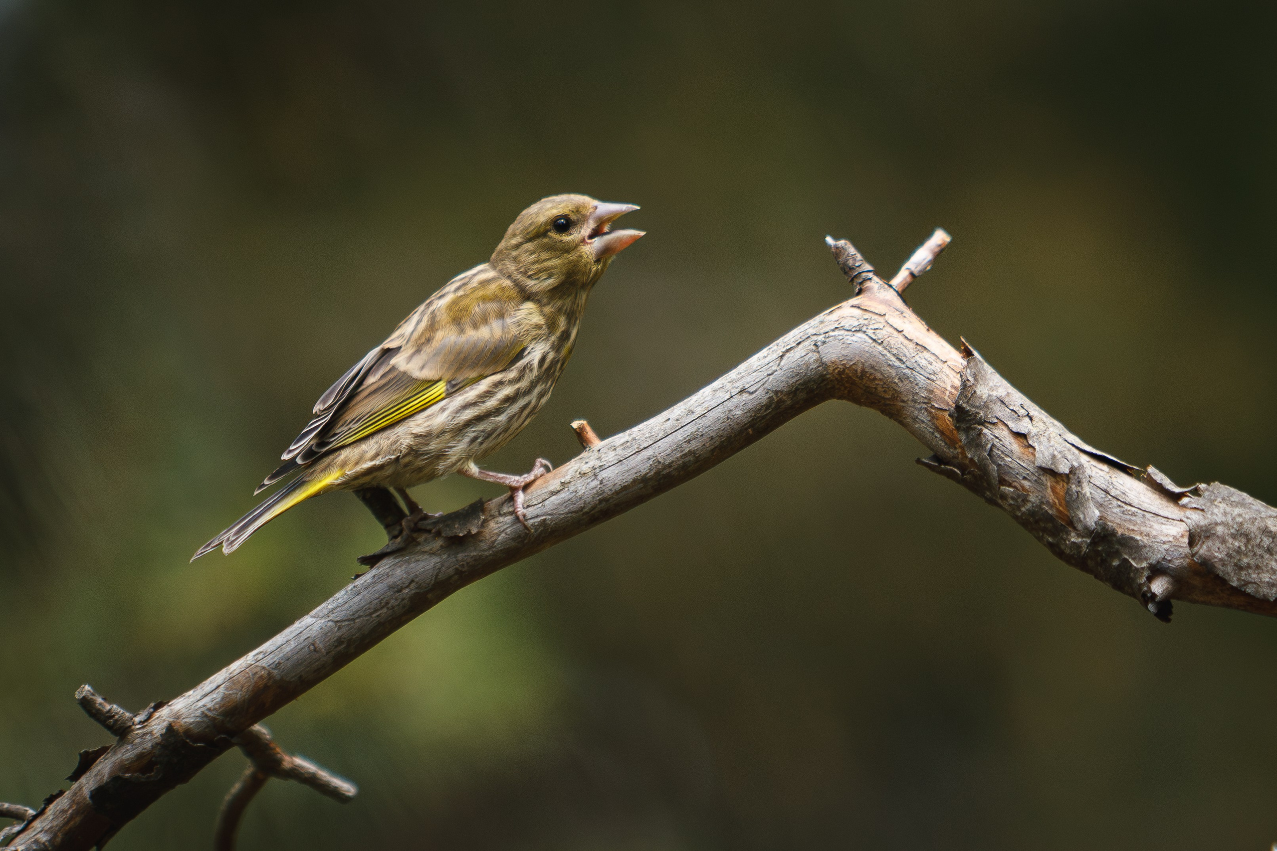 Универсальный фотограф в Крыму