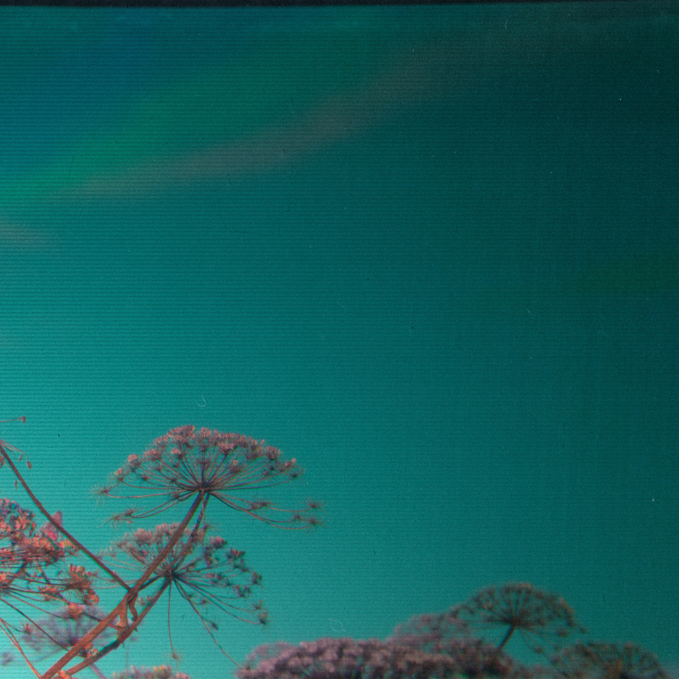 Фито-Войско (Борщевик). Roman Hodirev is an esoteriologist, multidisciplinary artist, photographer and musician. Saint Petersburg, Riga