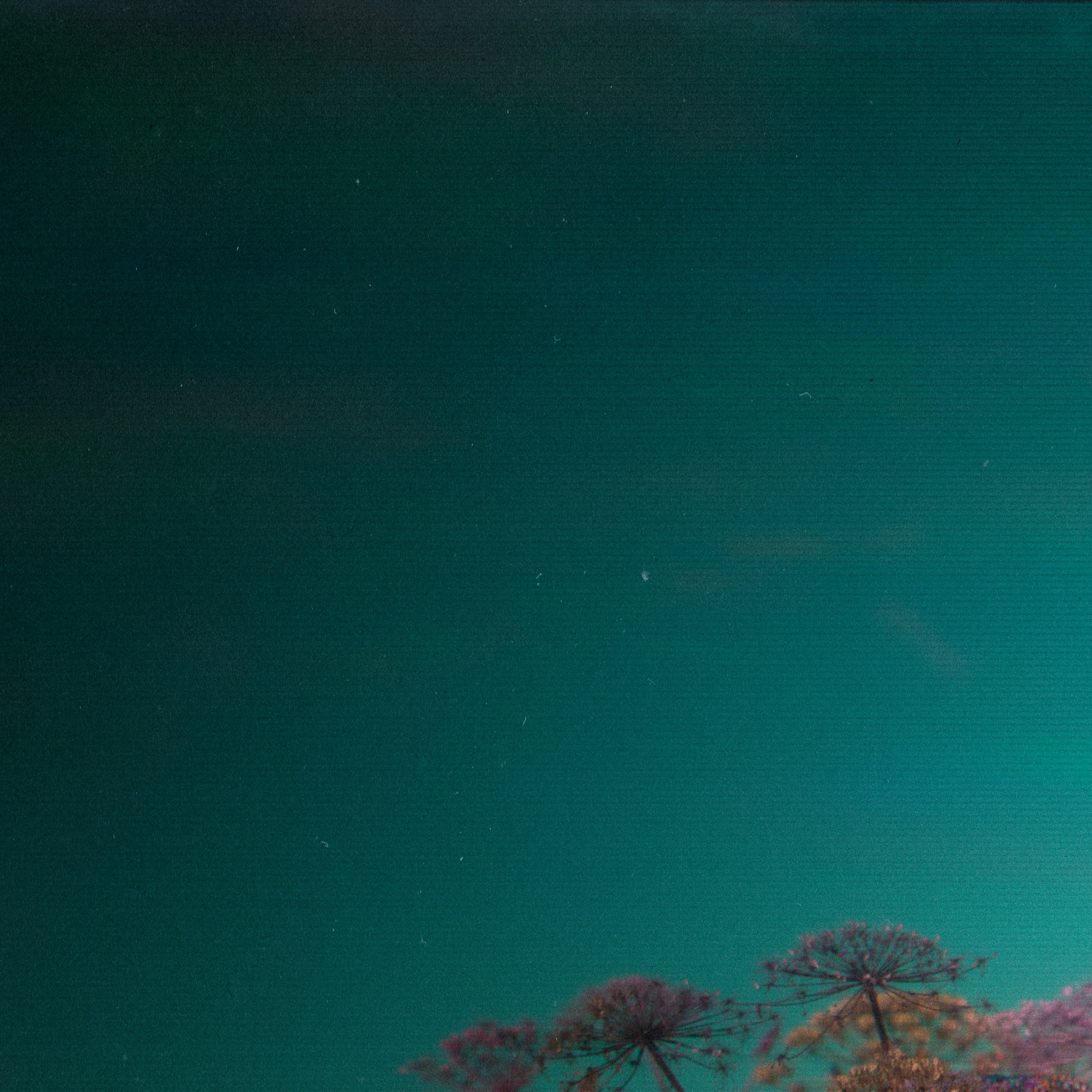 Фито-Войско (Борщевик). Roman Hodirev is an esoteriologist, multidisciplinary artist, photographer and musician. Saint Petersburg, Riga