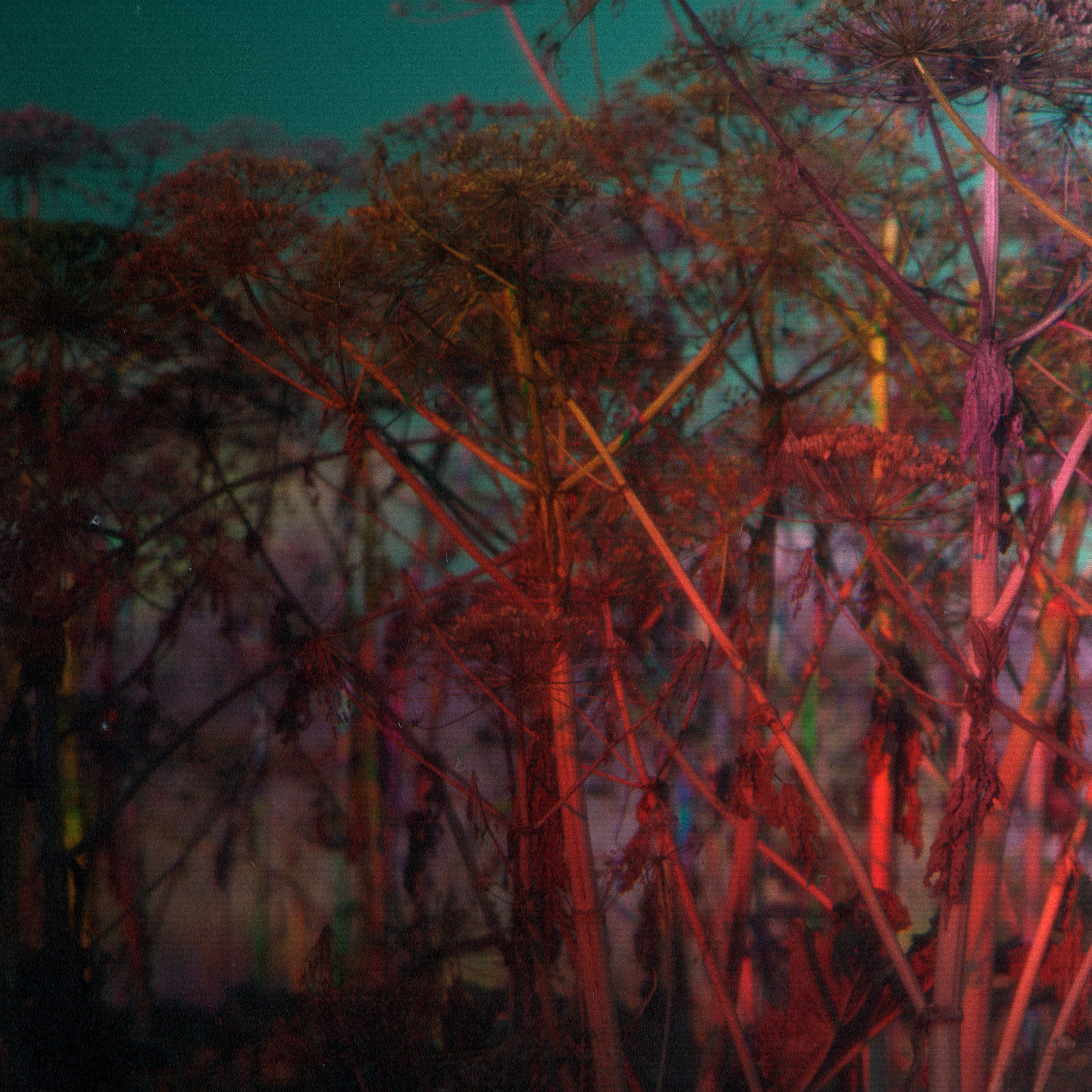 Фито-Войско (Борщевик). Roman Hodirev is an esoteriologist, multidisciplinary artist, photographer and musician. Saint Petersburg, Riga