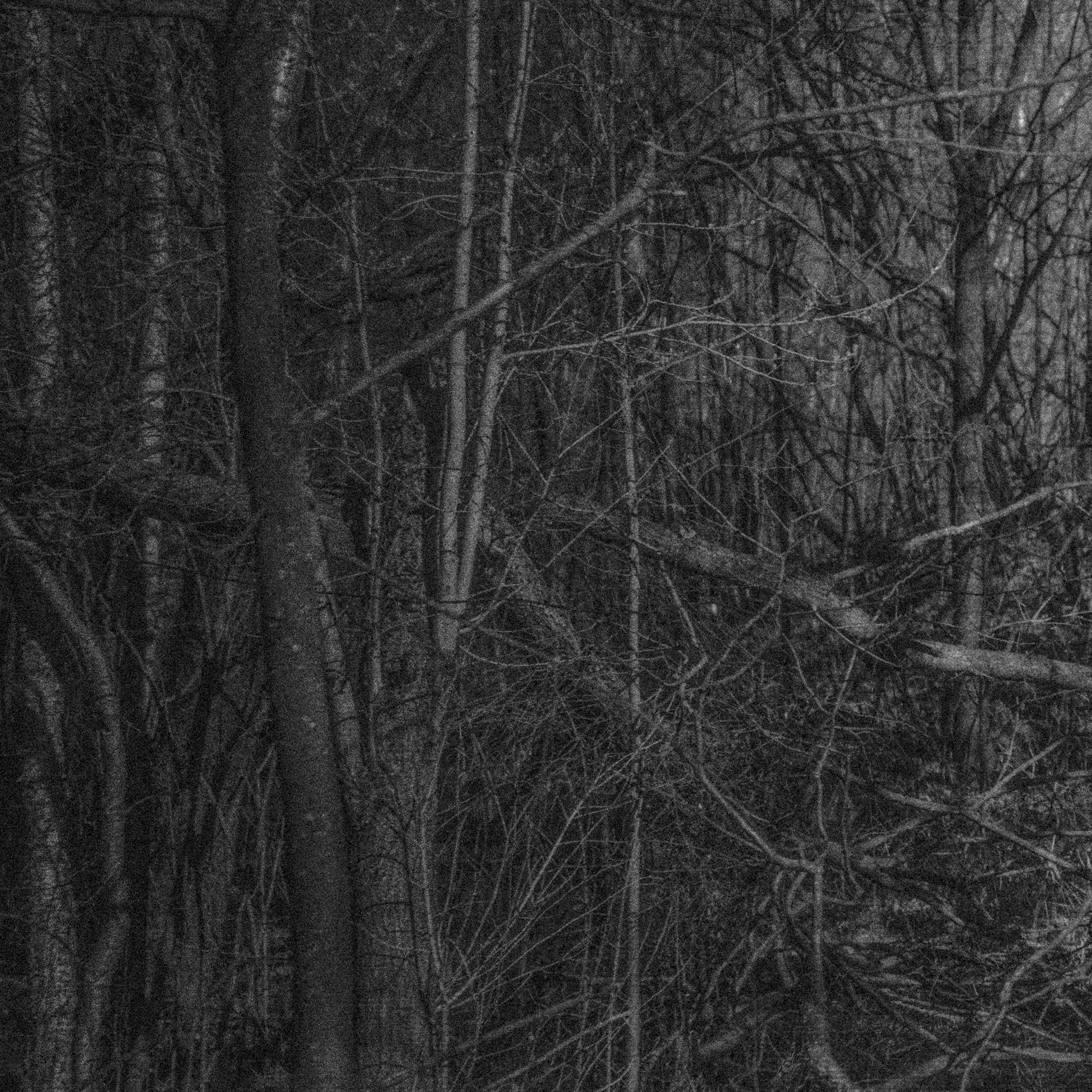 Весенняя Красногвардейская пастораль. Роман Ходырев — художник, фотограф, музыкант, эзотериолог. Санкт-Петербург, Рига