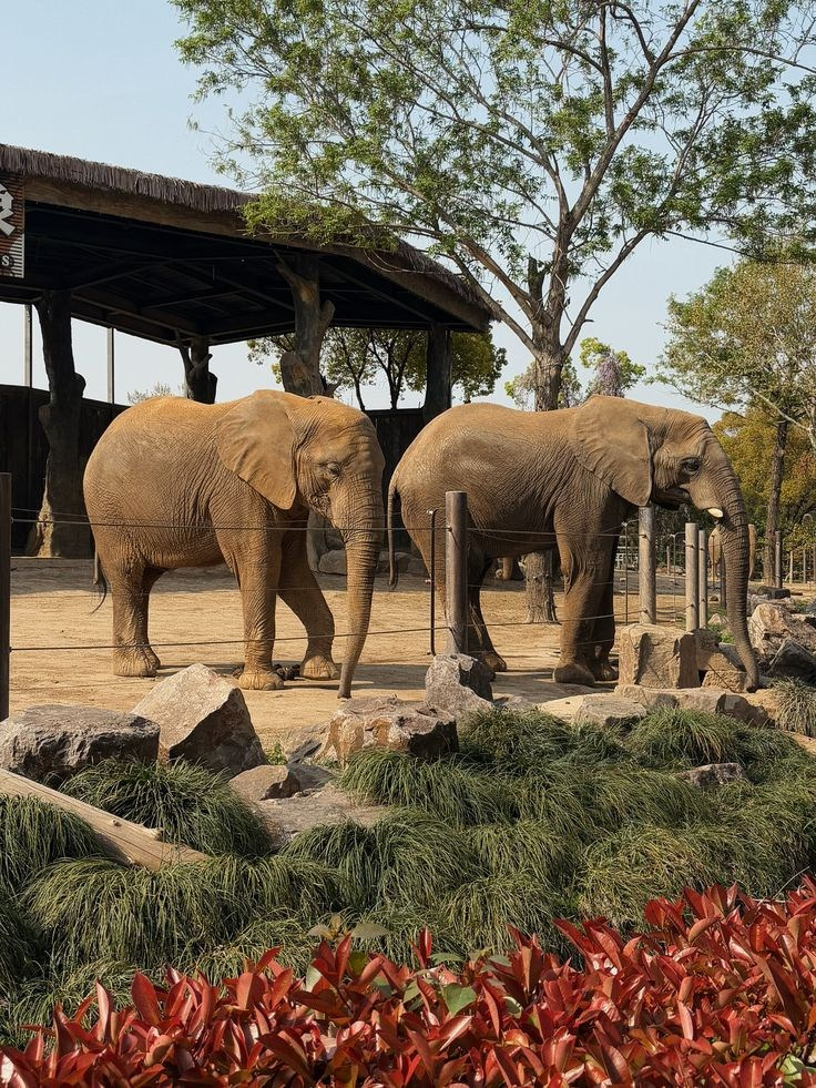 Диснейлэнд на осенние каникулы в Шанхае. Авторские туры для девушек. путешествия, тут можно купить тур
