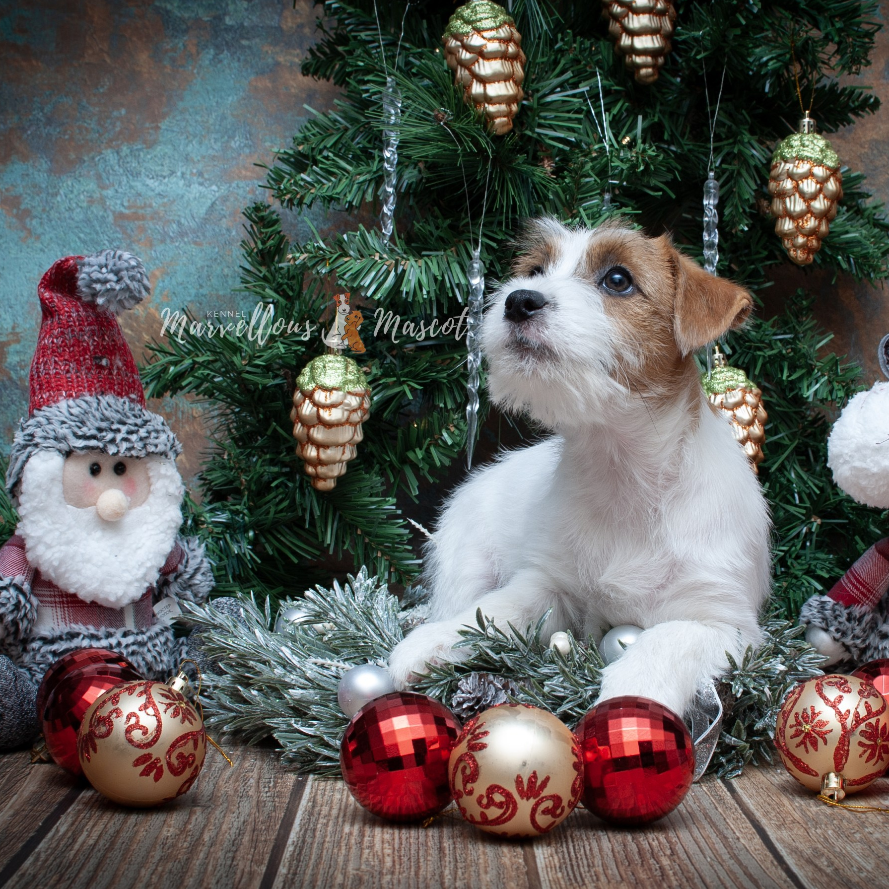 ЩЕНКИ ИЗ ДРУЖЕСТВЕННЫХ ПИТОМНИКОВ. CANE MAESTRO — kennel Jack Russell Terrier