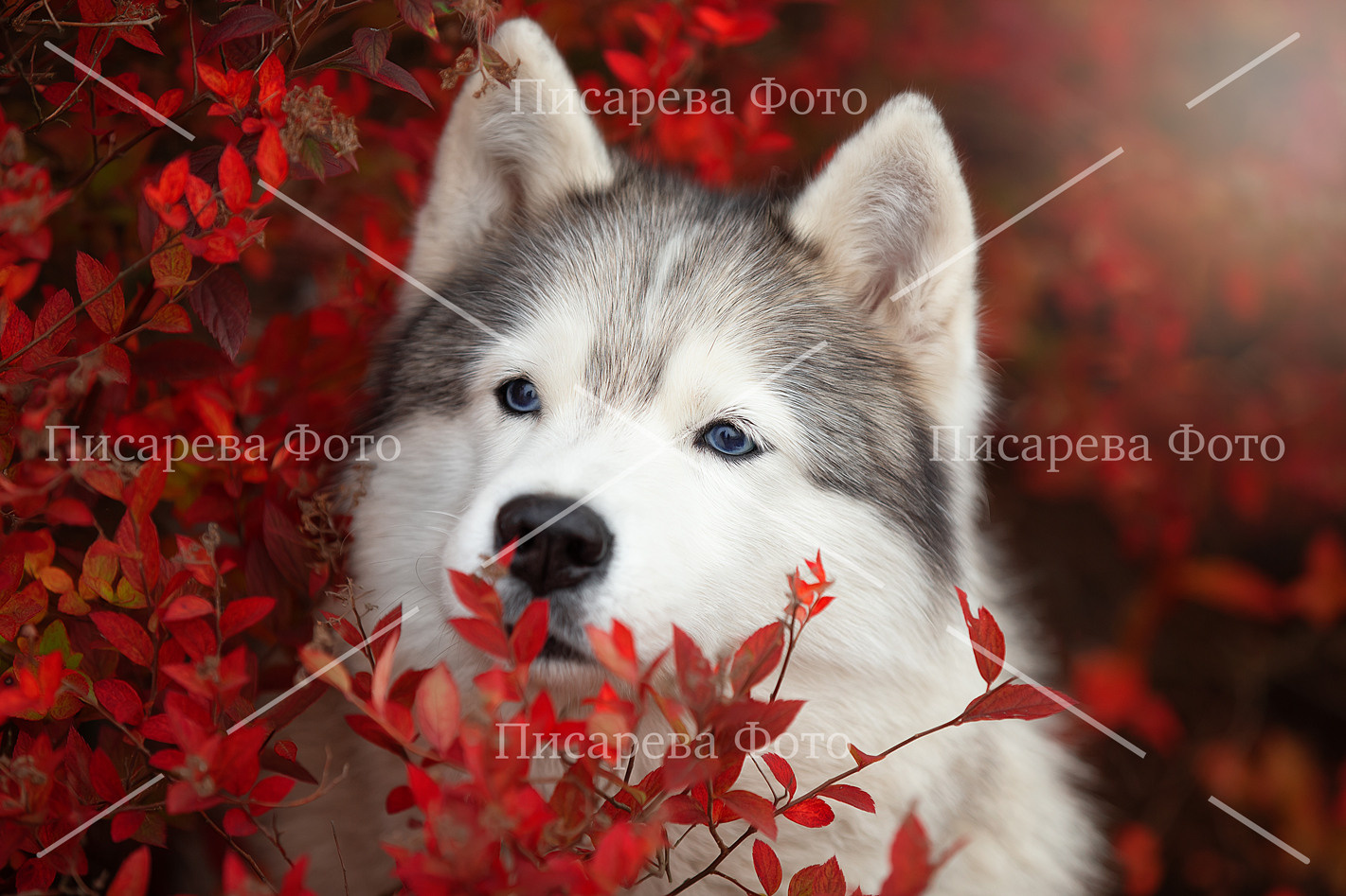 Портрет Сибирского Хаски на Красном фоне