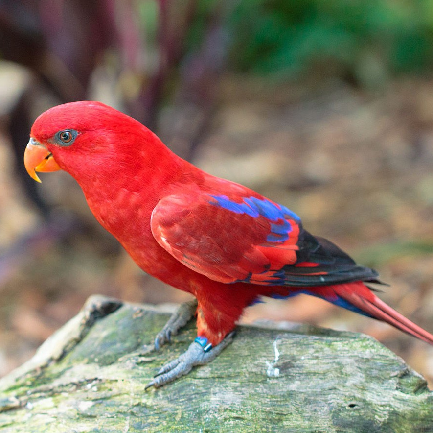 Мир попугаев — тропические птицы в зоопарке «Лесная Братва» Екатеринбург. Зоопарк уникальных животных Лесная братва