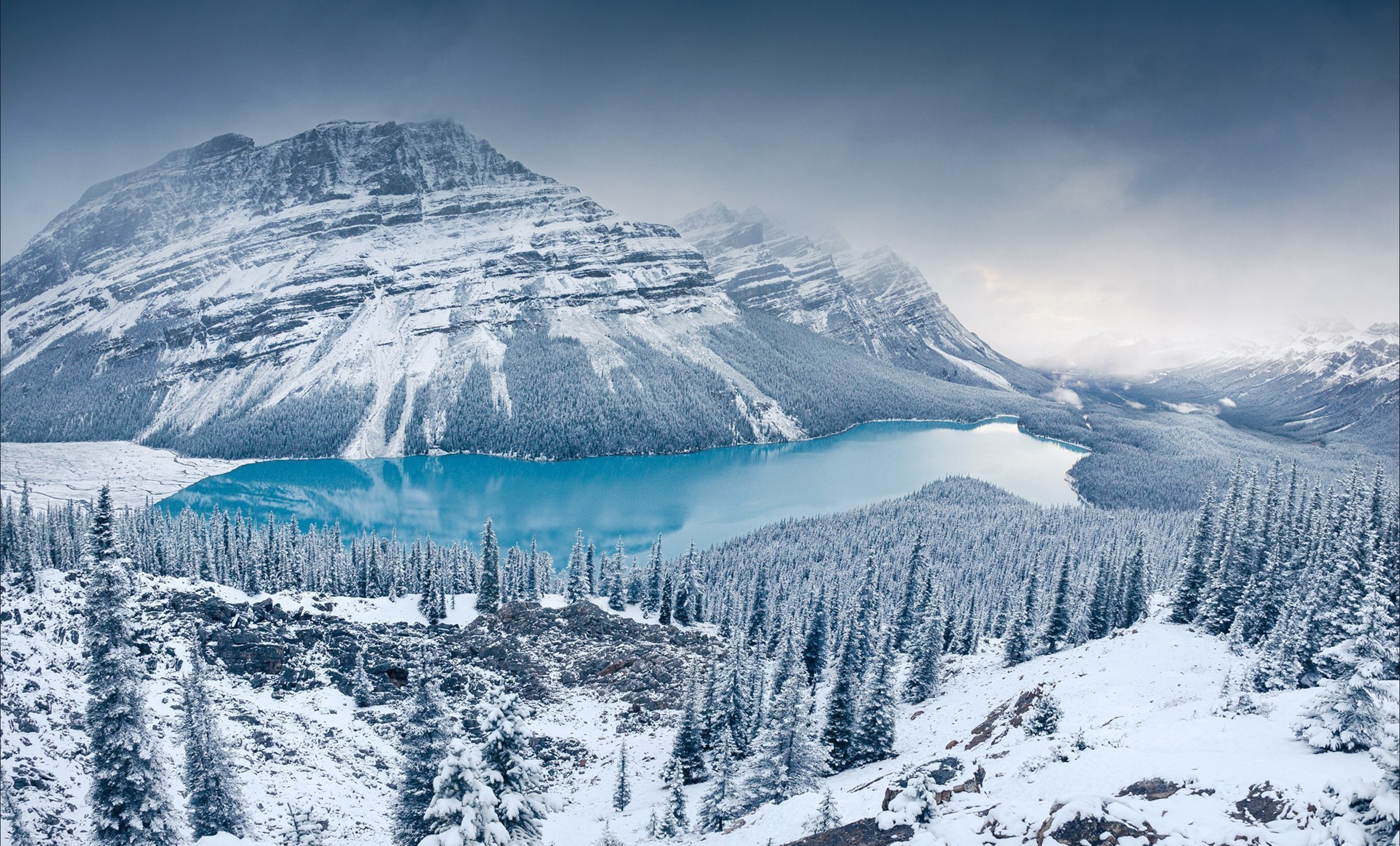 Нейросети для анималистов и бёрдвочеров. Фотограф Константин Шамин
