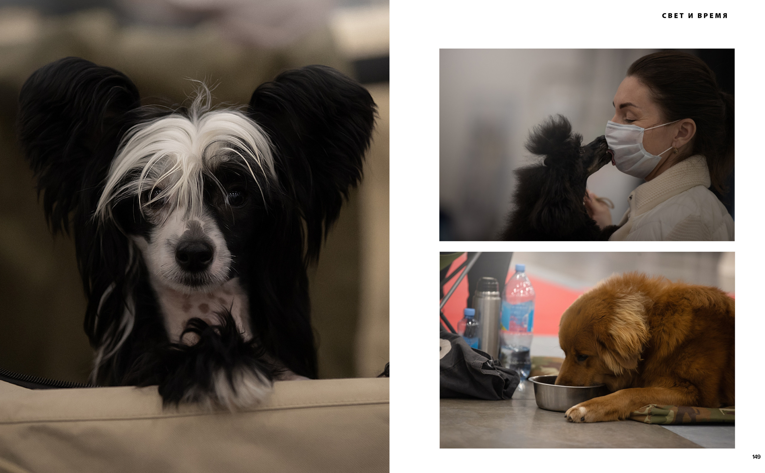 Публикации. Фотограф анималист в Санкт-Петербурге Светлана Писарева