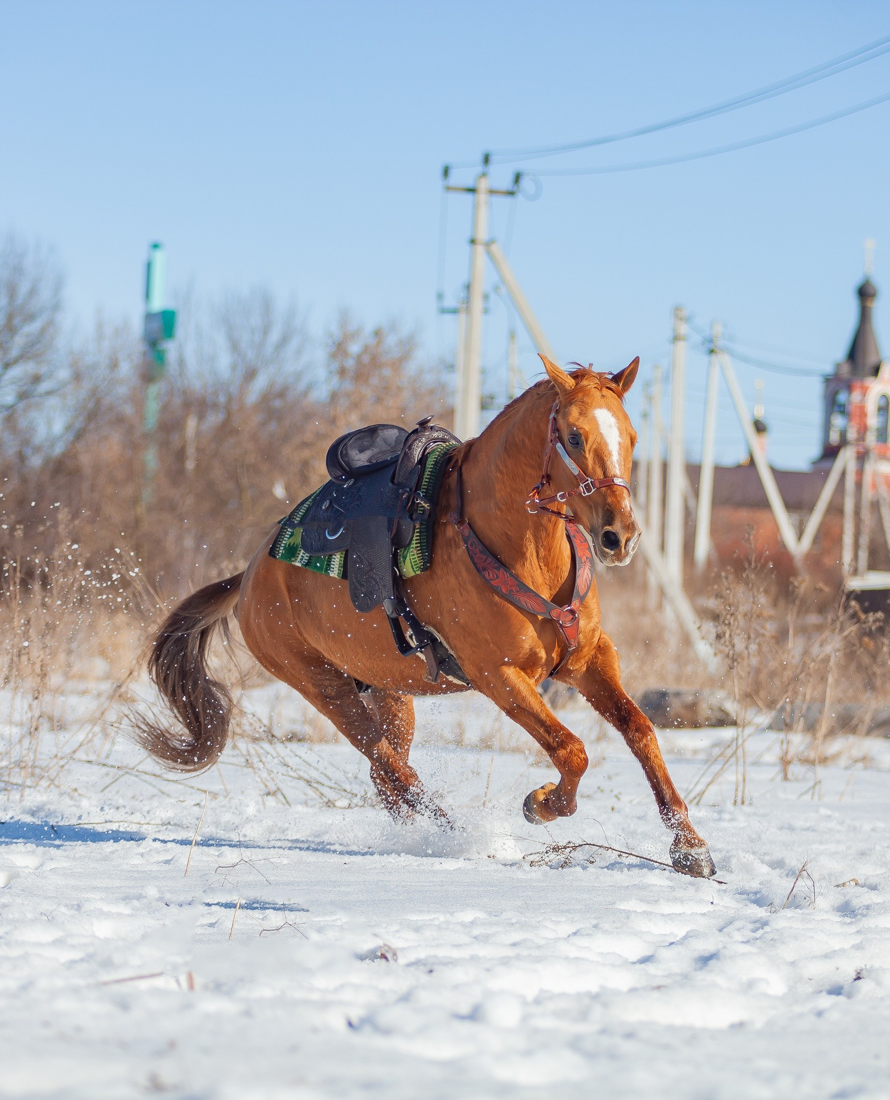 Донской мерин Барабан 2012 г. р. (Бамбук — Бибракта). Конный фотограф Юлия Дроздова
