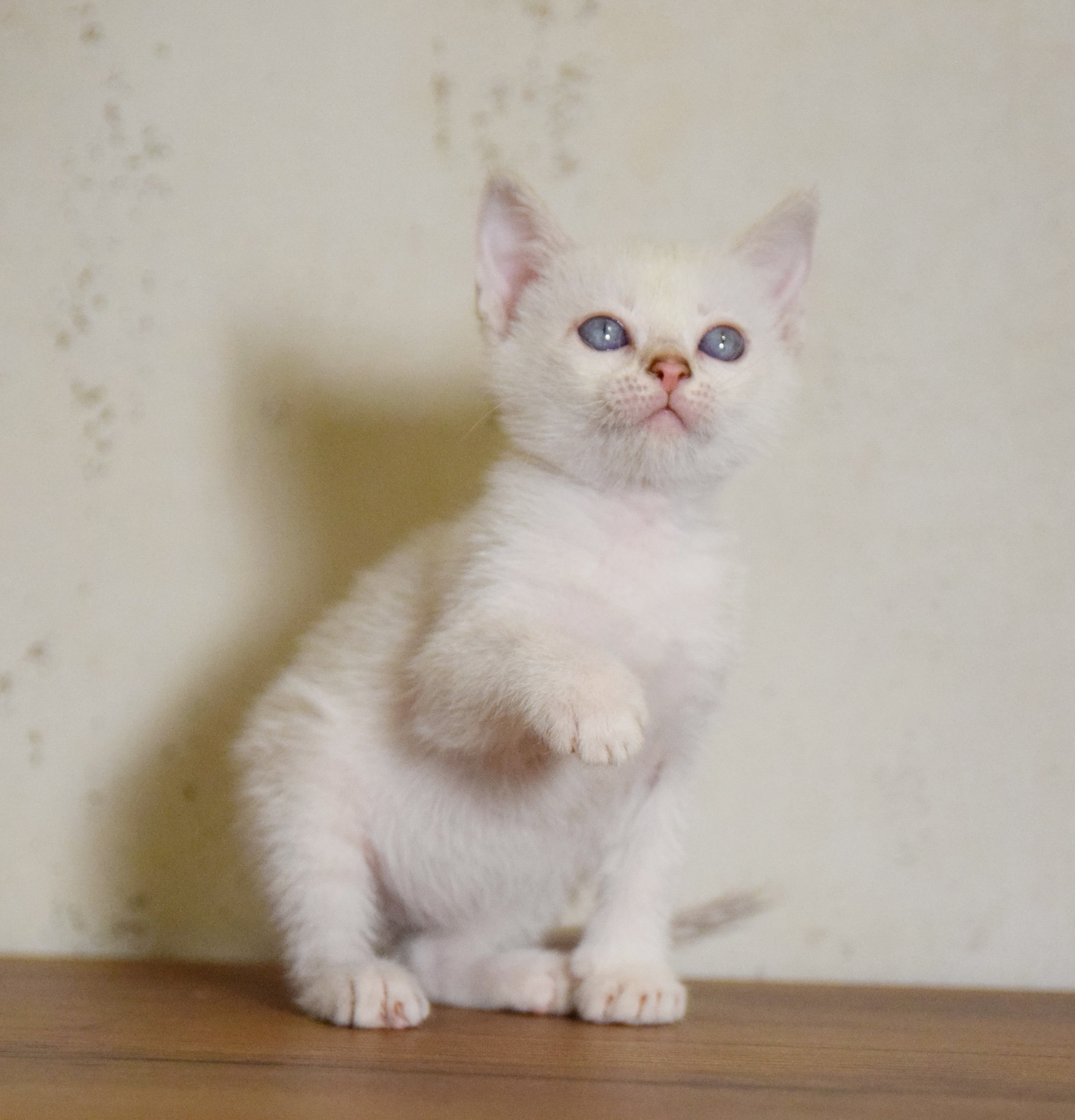 Котята. Питомник тайских кошек в Санкт-Петербурге Noyland