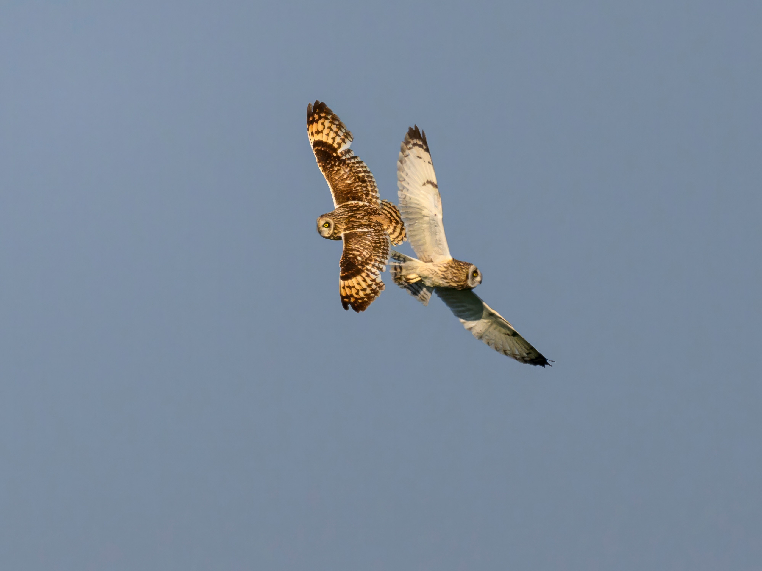 Совы делят территорию. Фотограф Сергей Пупонин