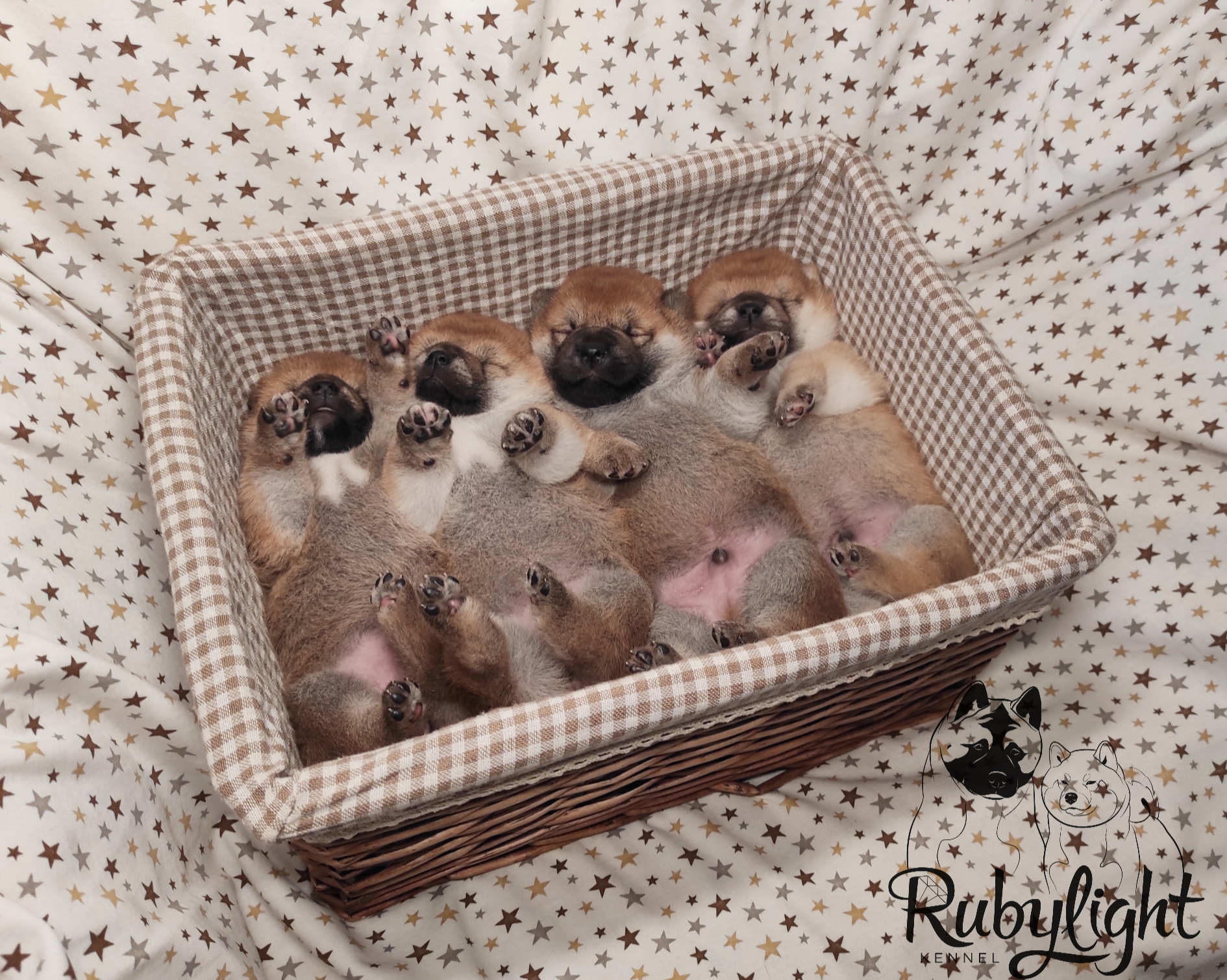 ПОМЕТЫ Сиба. AMERICAN AKITA RUBYLIGHT KENNEL I SHIBA-INU