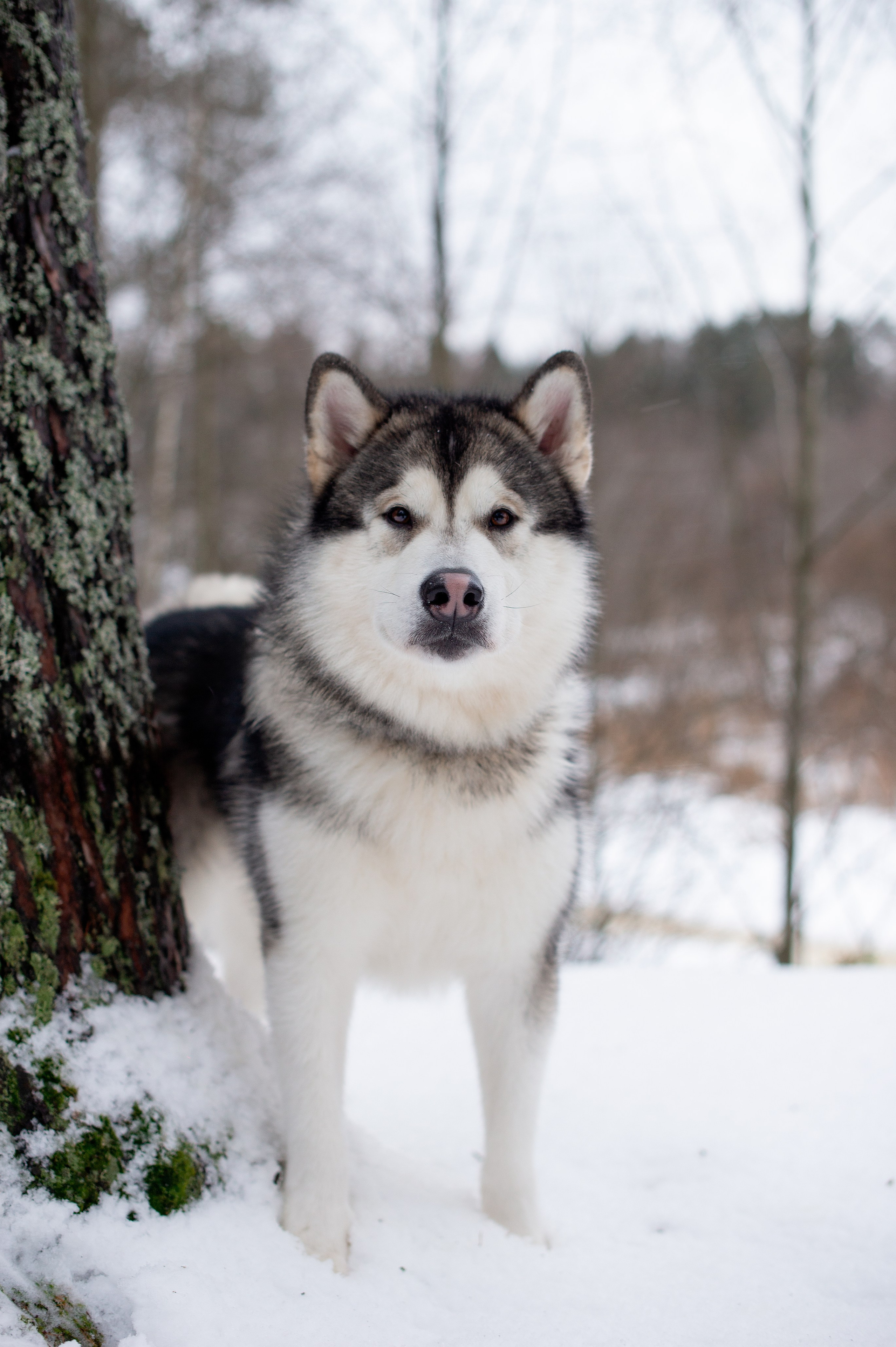Творческий фотограф Вологда