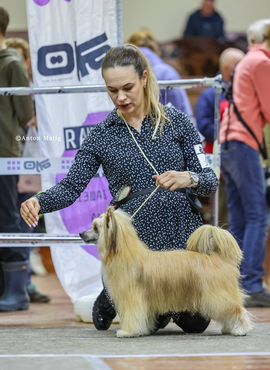 Veles opened his eyes to the title of Champion of Russia. Chinese Crested Dog Kennel Poale Ell