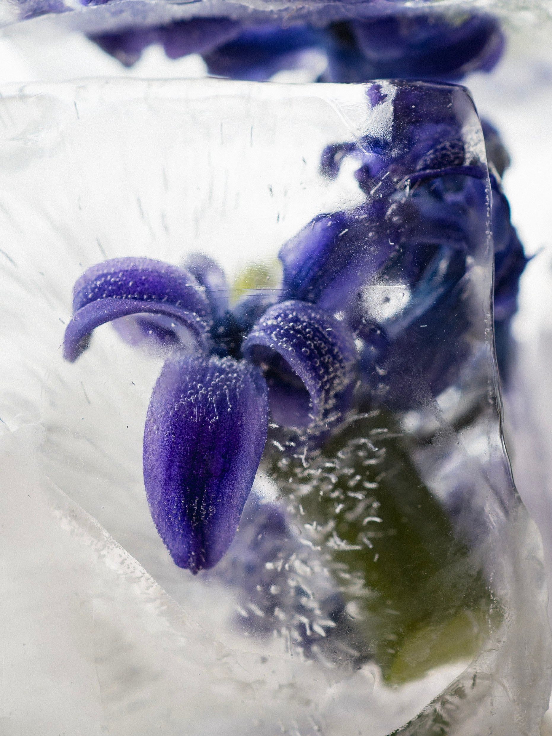 FFF — Frozen Fairy Flower. Фотограф в Санкт-Петербурге Анна Гончар